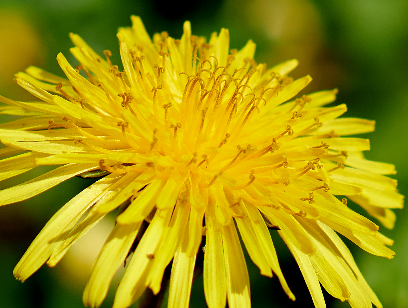 Taraxacum rubicundum