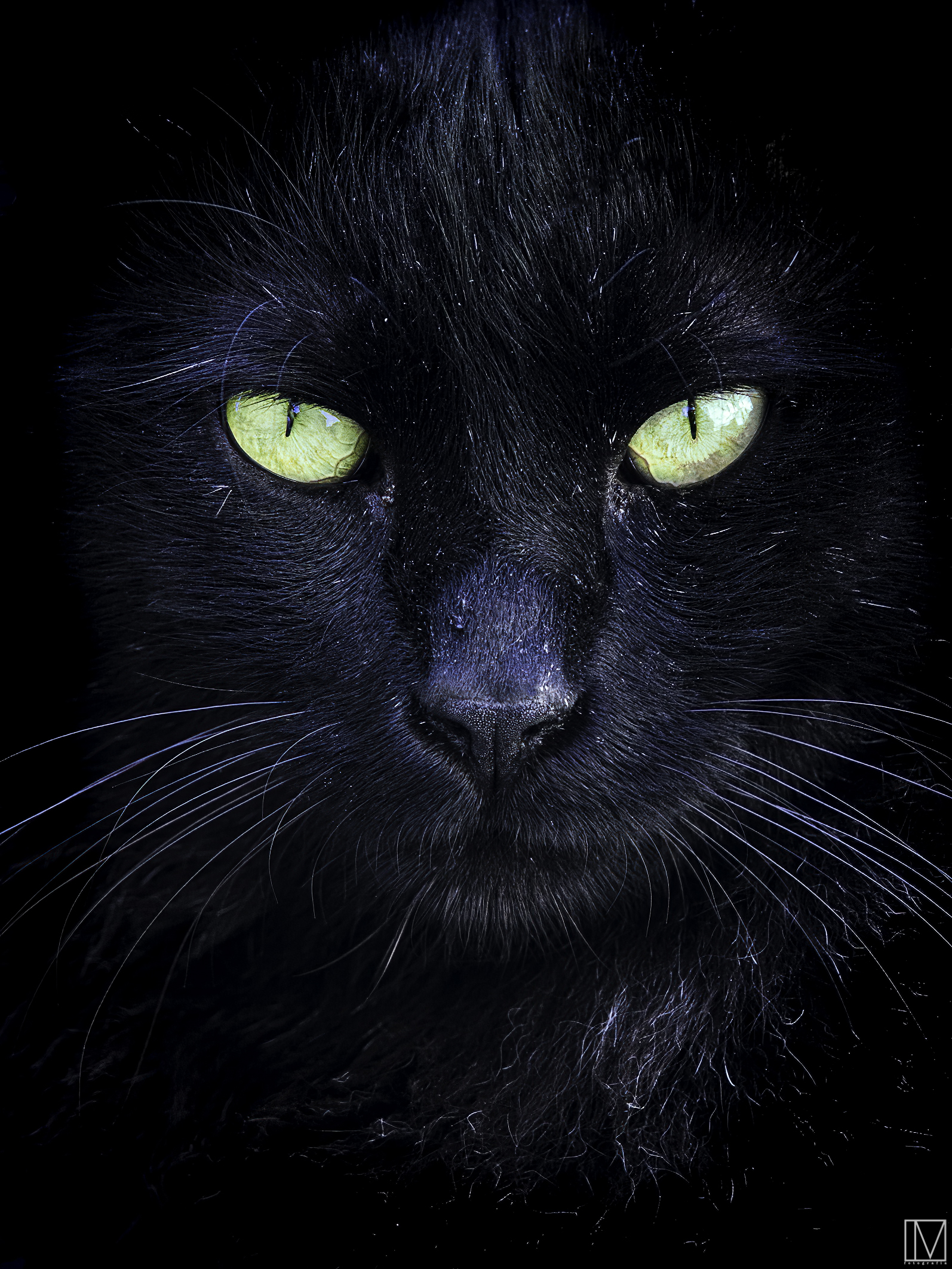 Black Cat