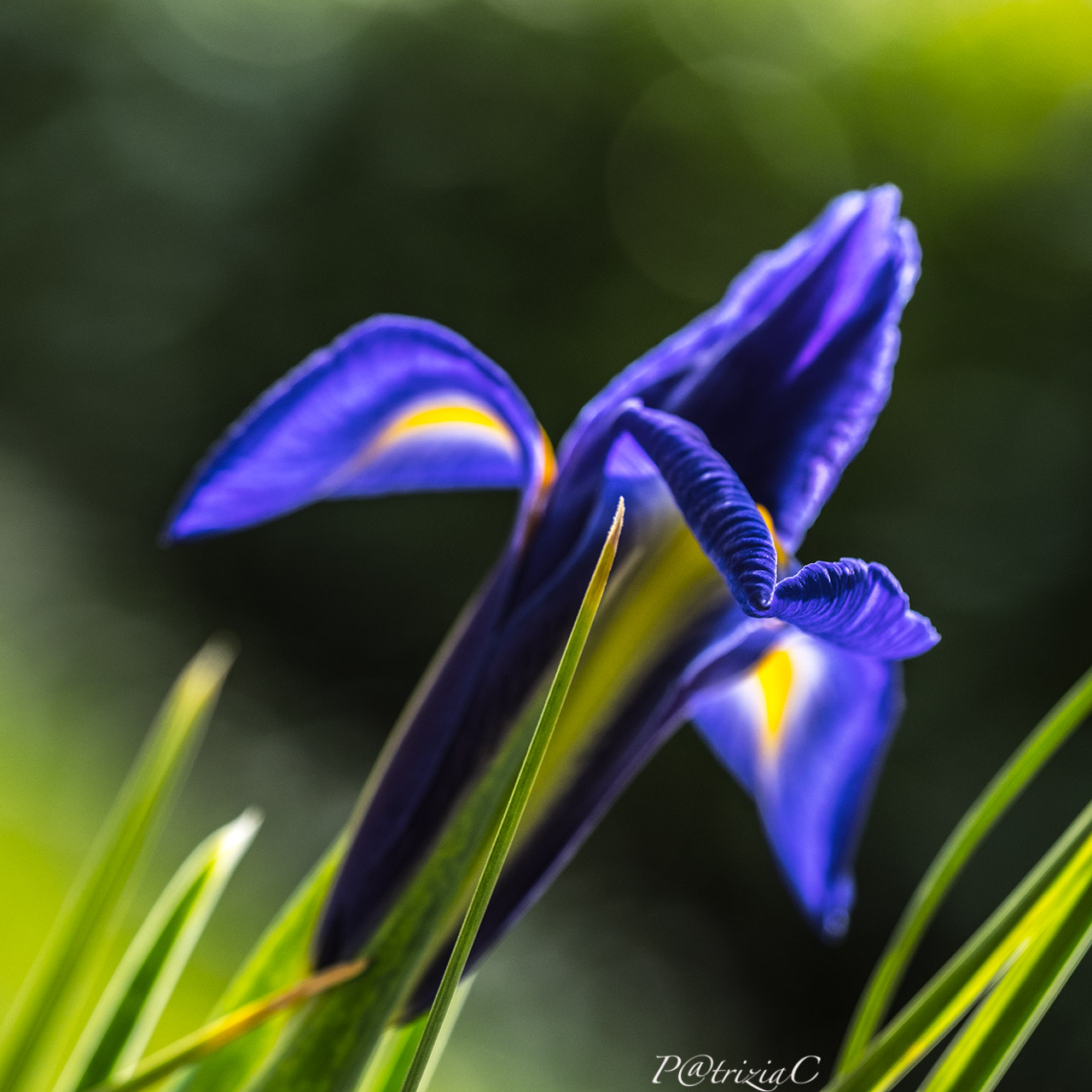 __sulle "ali" della fantasia__