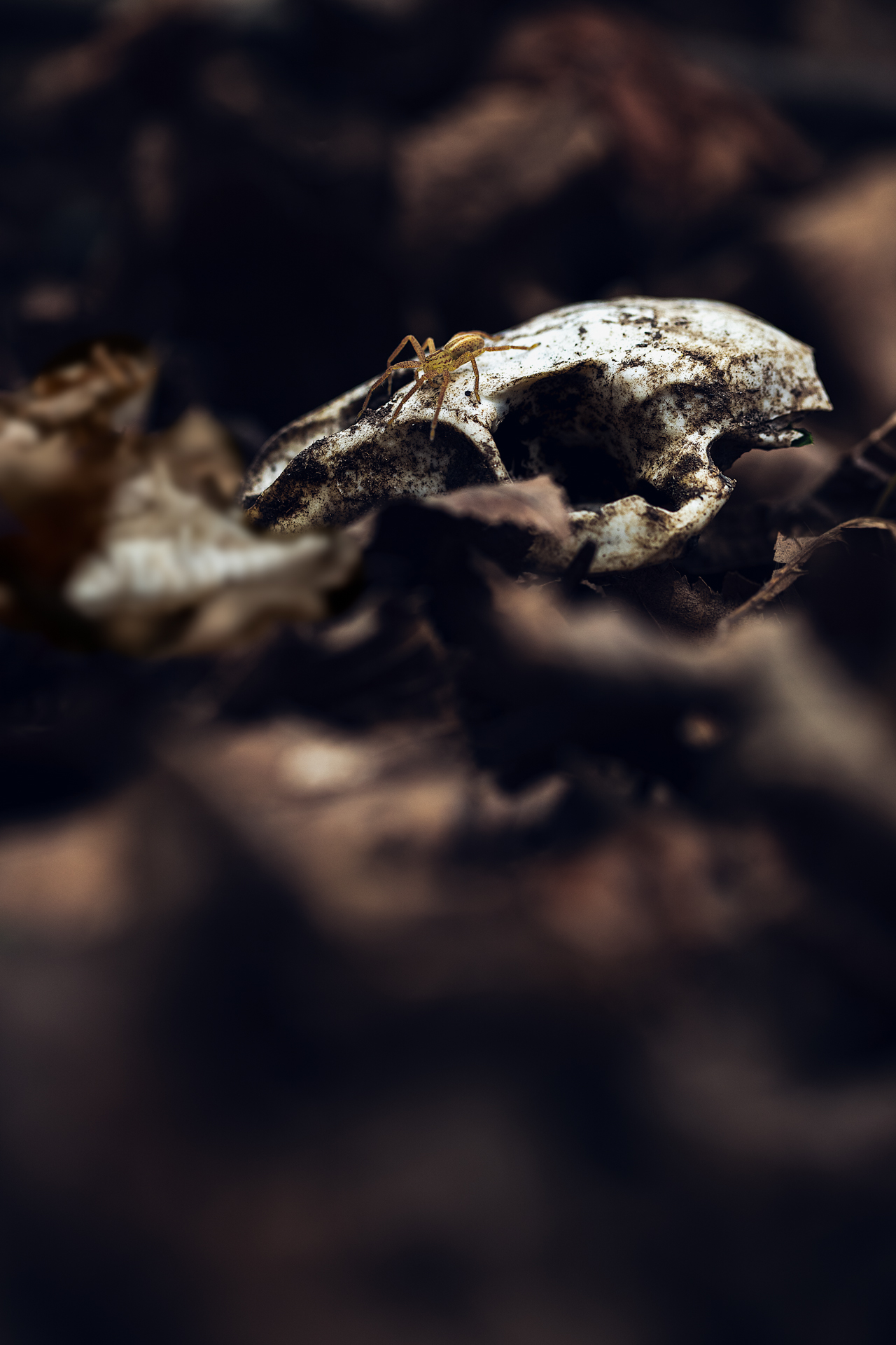 micrommata virescens su ex Myocastor coypus