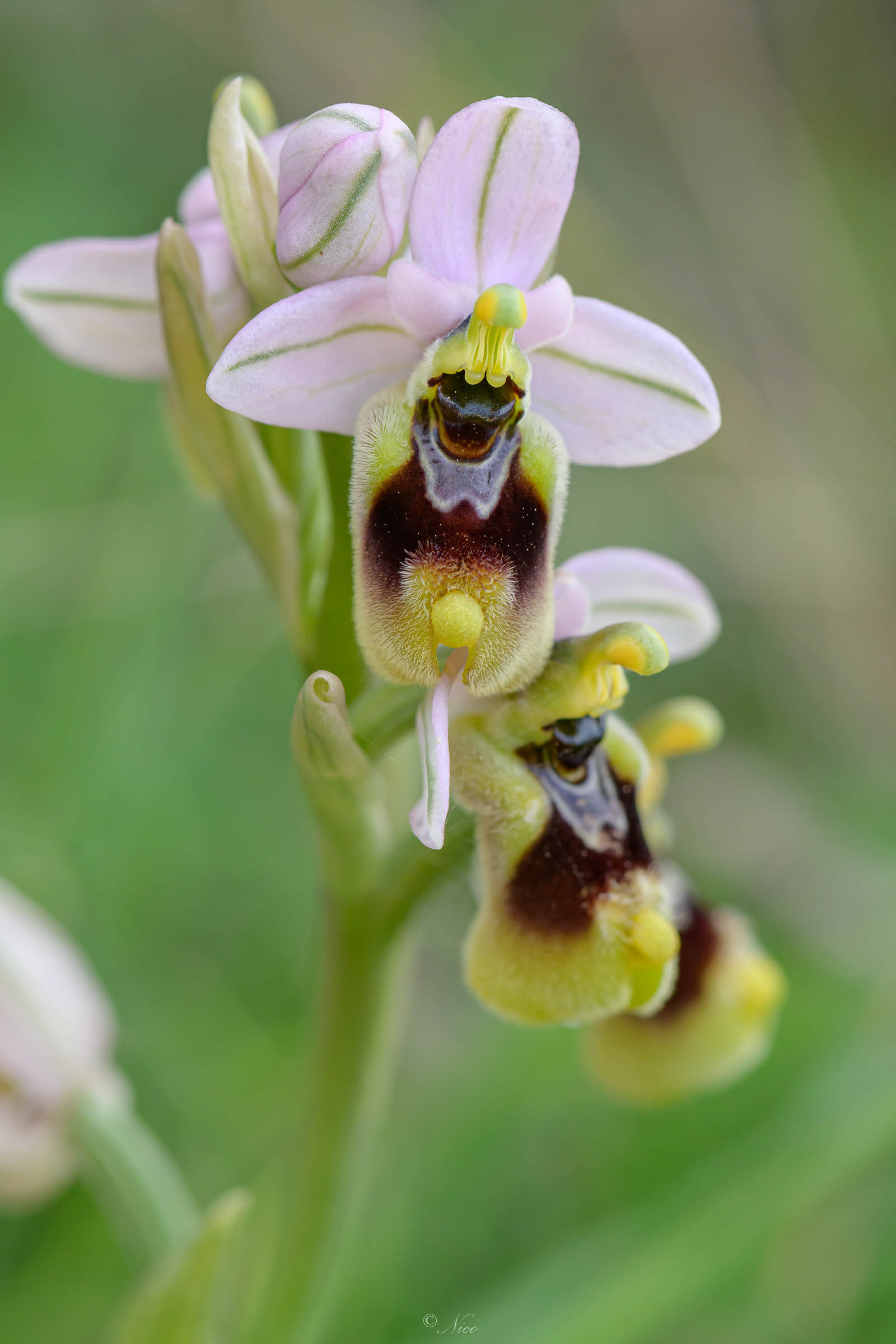 Sempre uno spettacolo da vedere