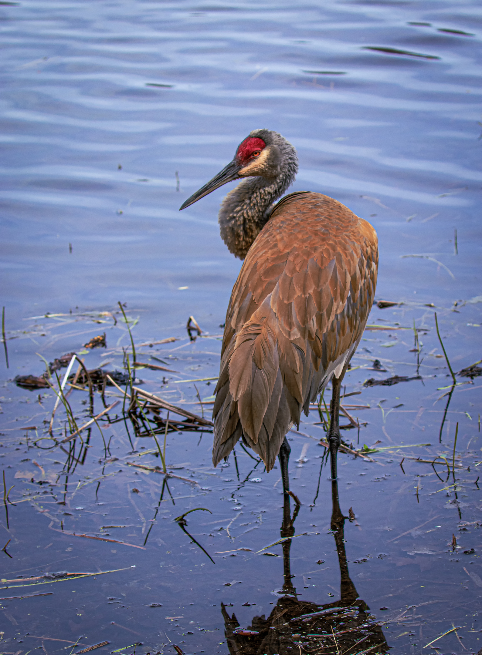 Sandhill Crane