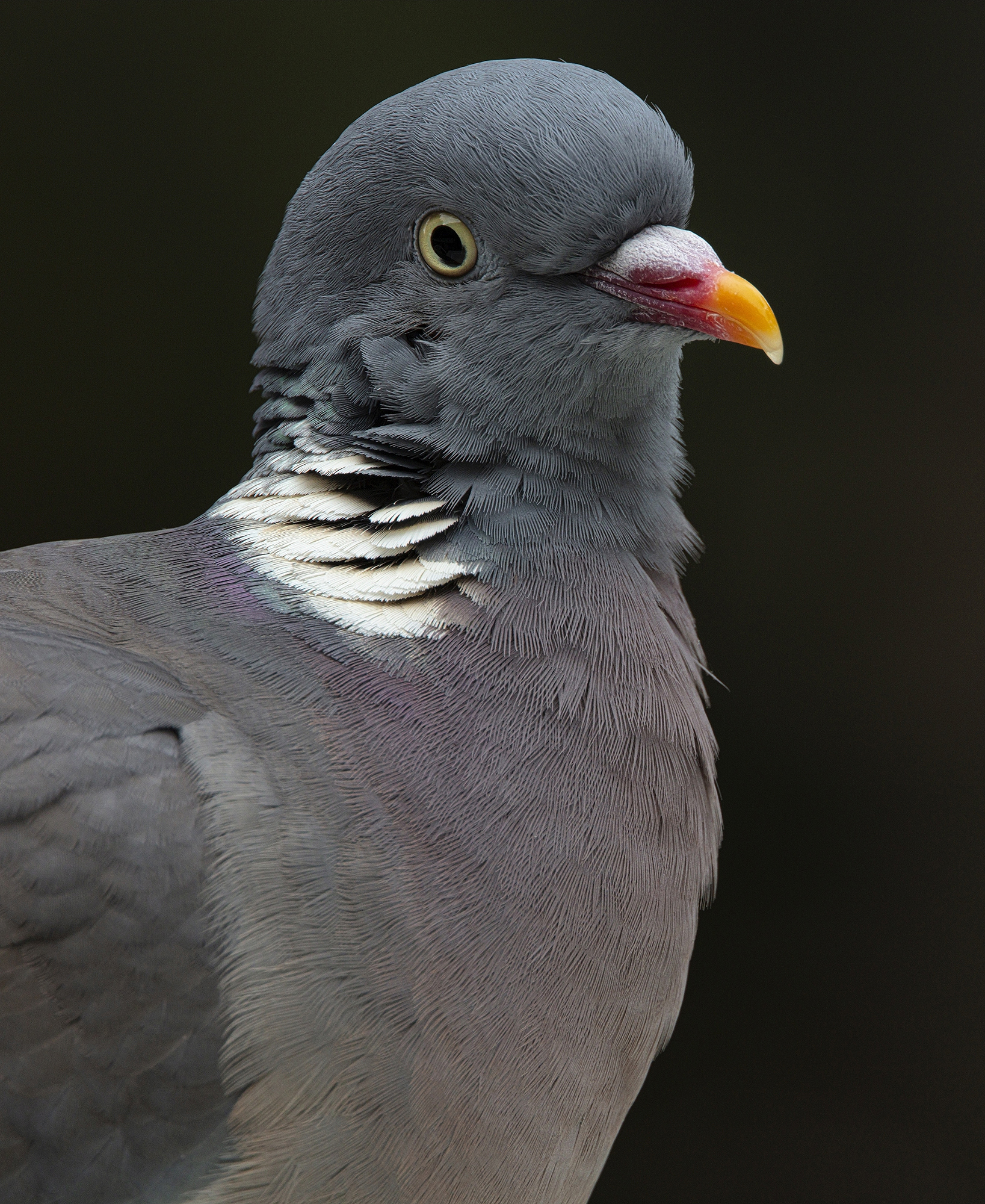 Columba palumbus