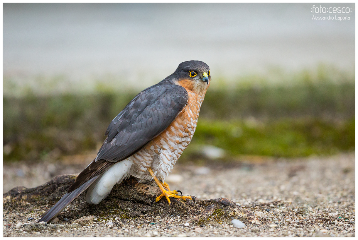 Accipiter nisus - Sparrowhawk (male)