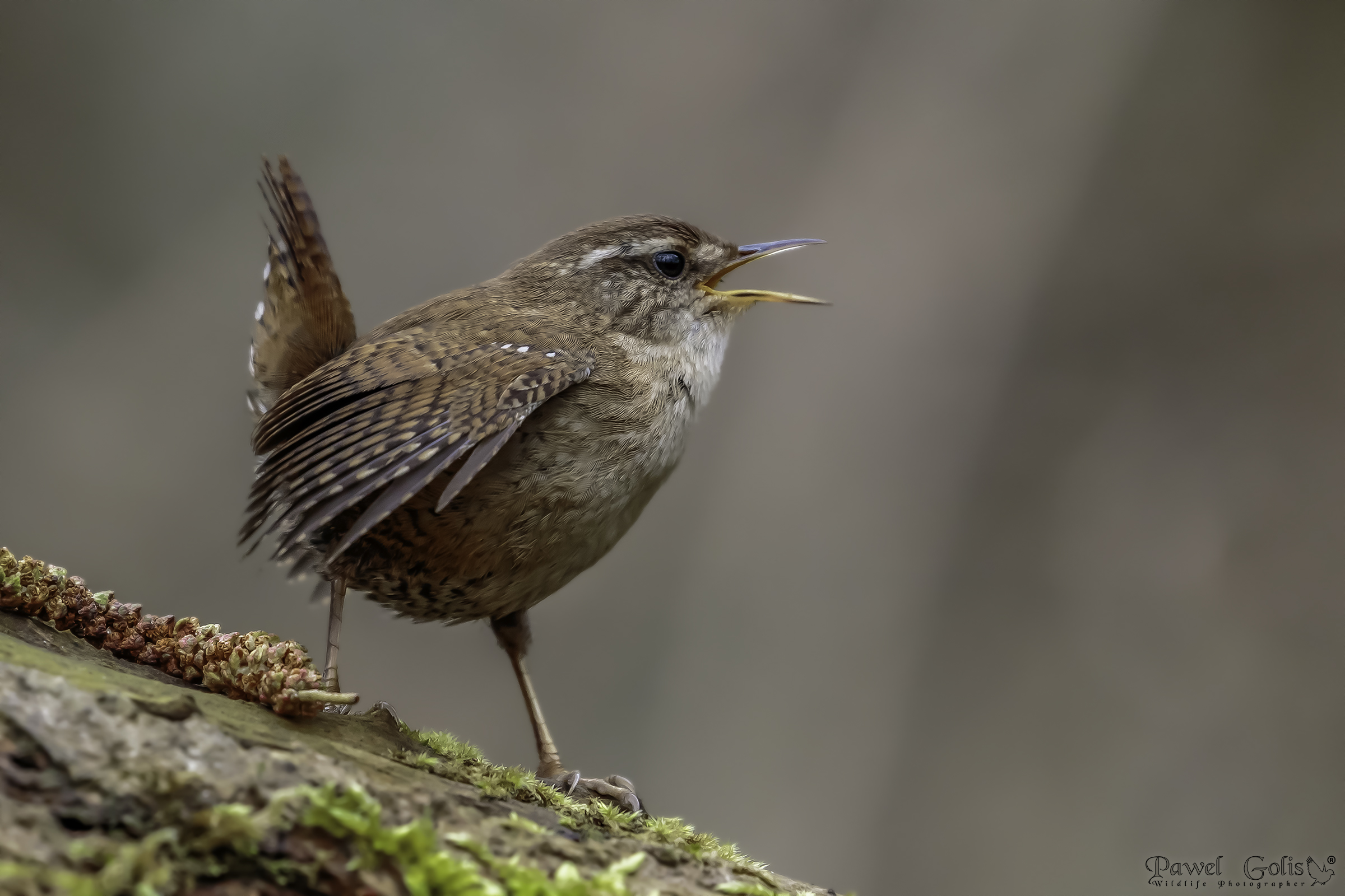 Scricciolo eurasiatico (Troglodytes troglodytes)