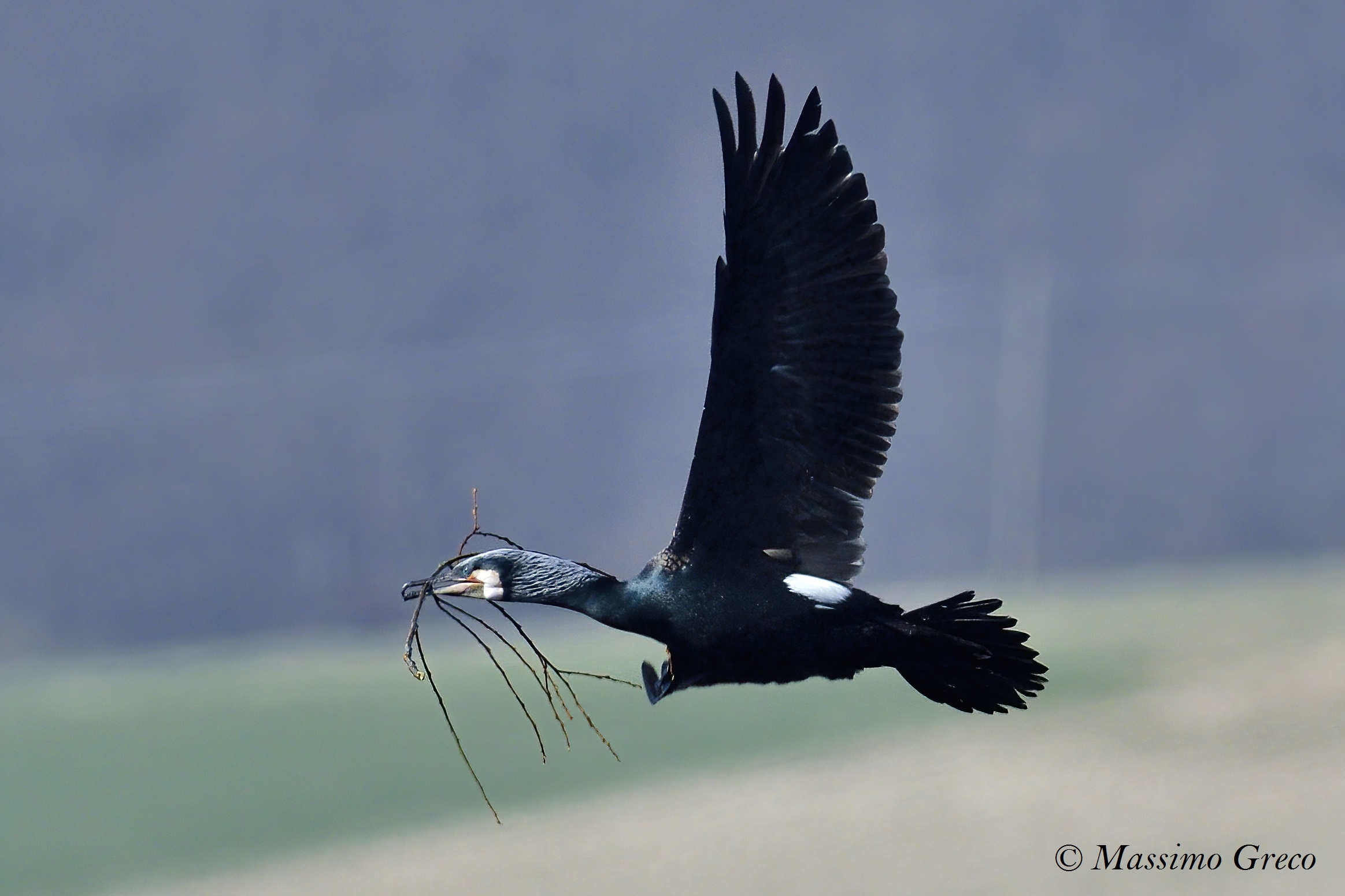 Cormorano (Phalacrocorax carbo)