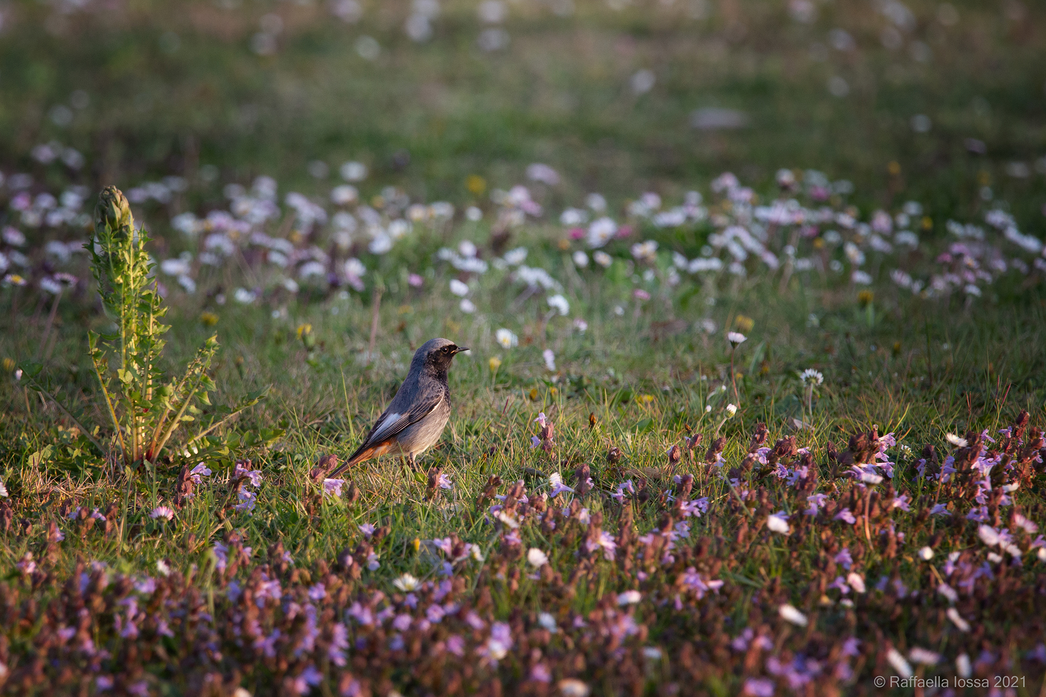codirosso spazzacamino maschio