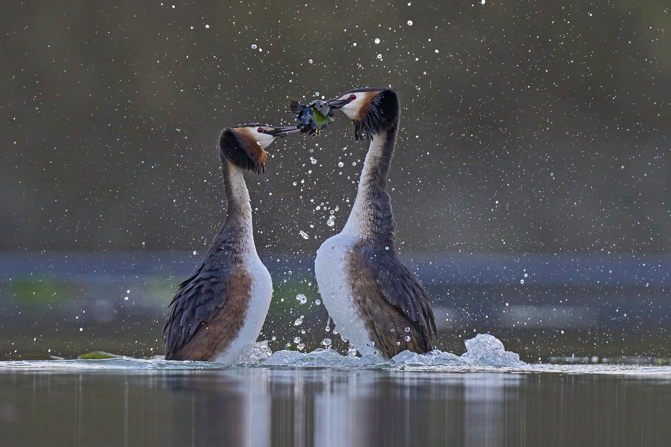 Parata nuziale, scambio del dono