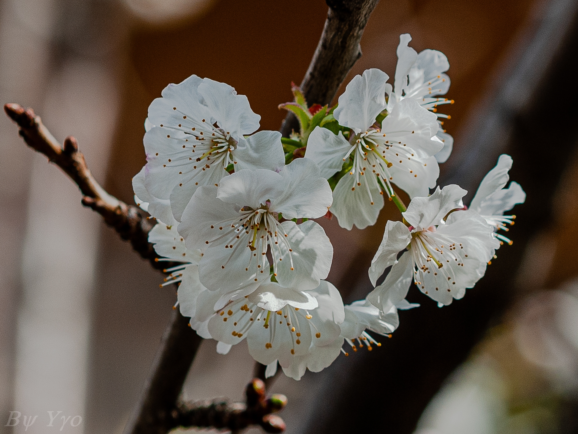 ciliegio in fiore