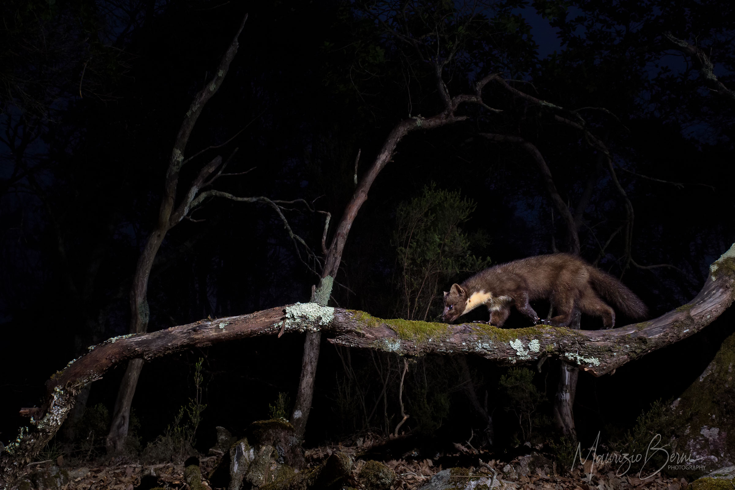 The Fairy of the Woods