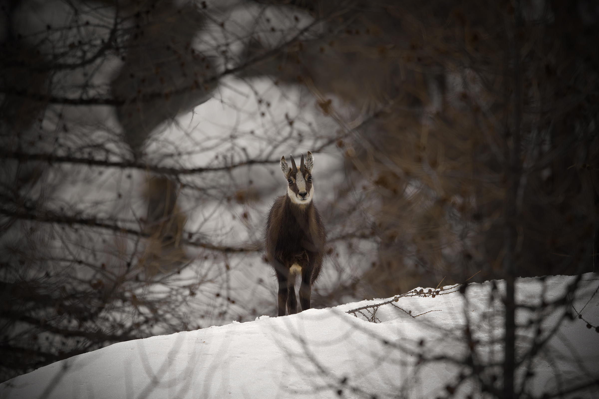 La cornice del Camoscio