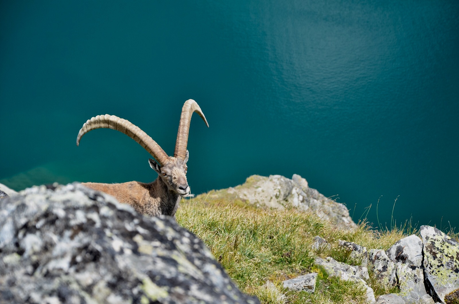 Capra Ibex