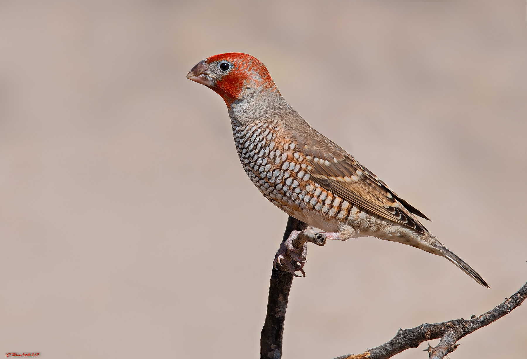 Red-headed Amadine (Amadina erythrocephala)