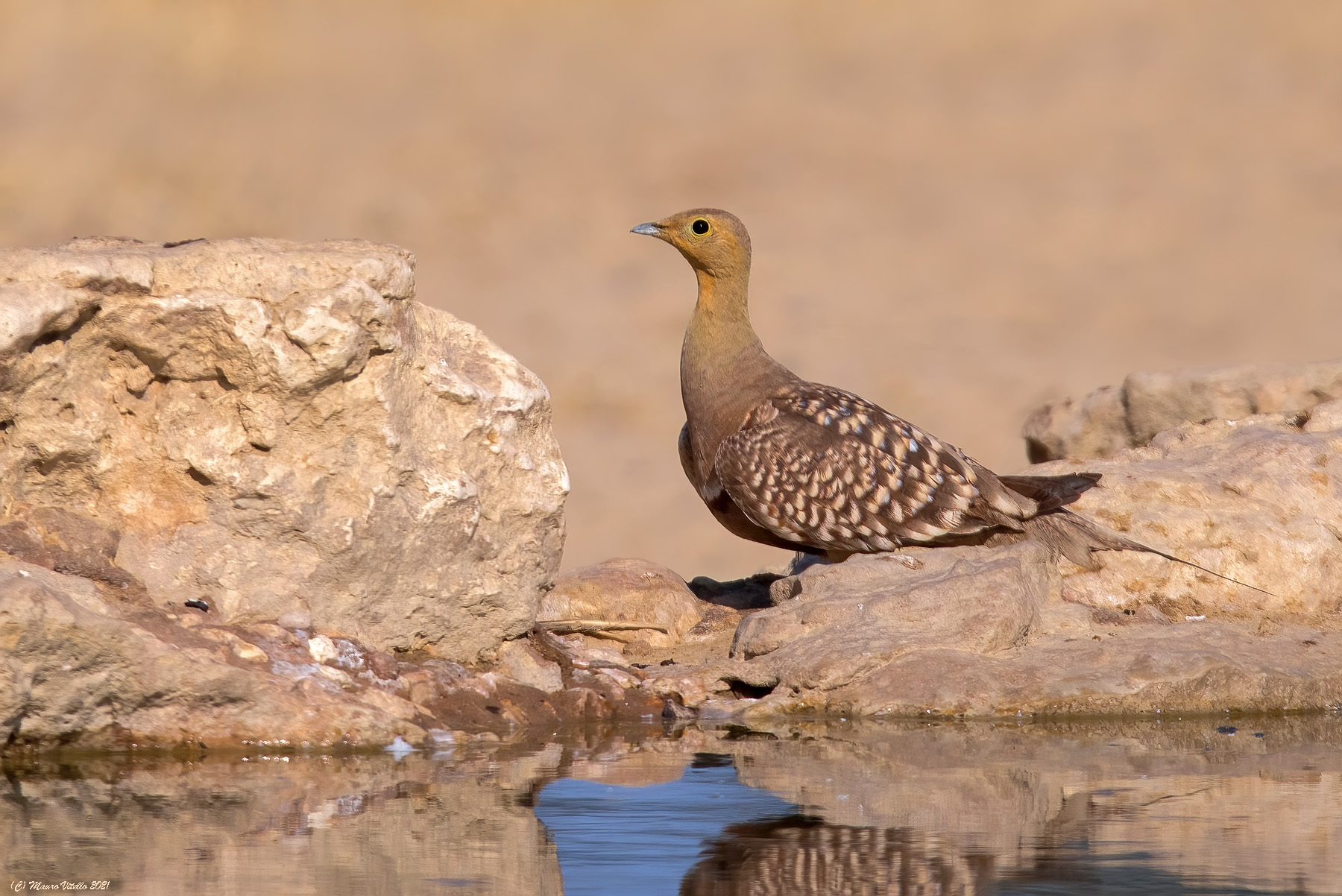 Burchell Ganga (Pterocles burchelli)