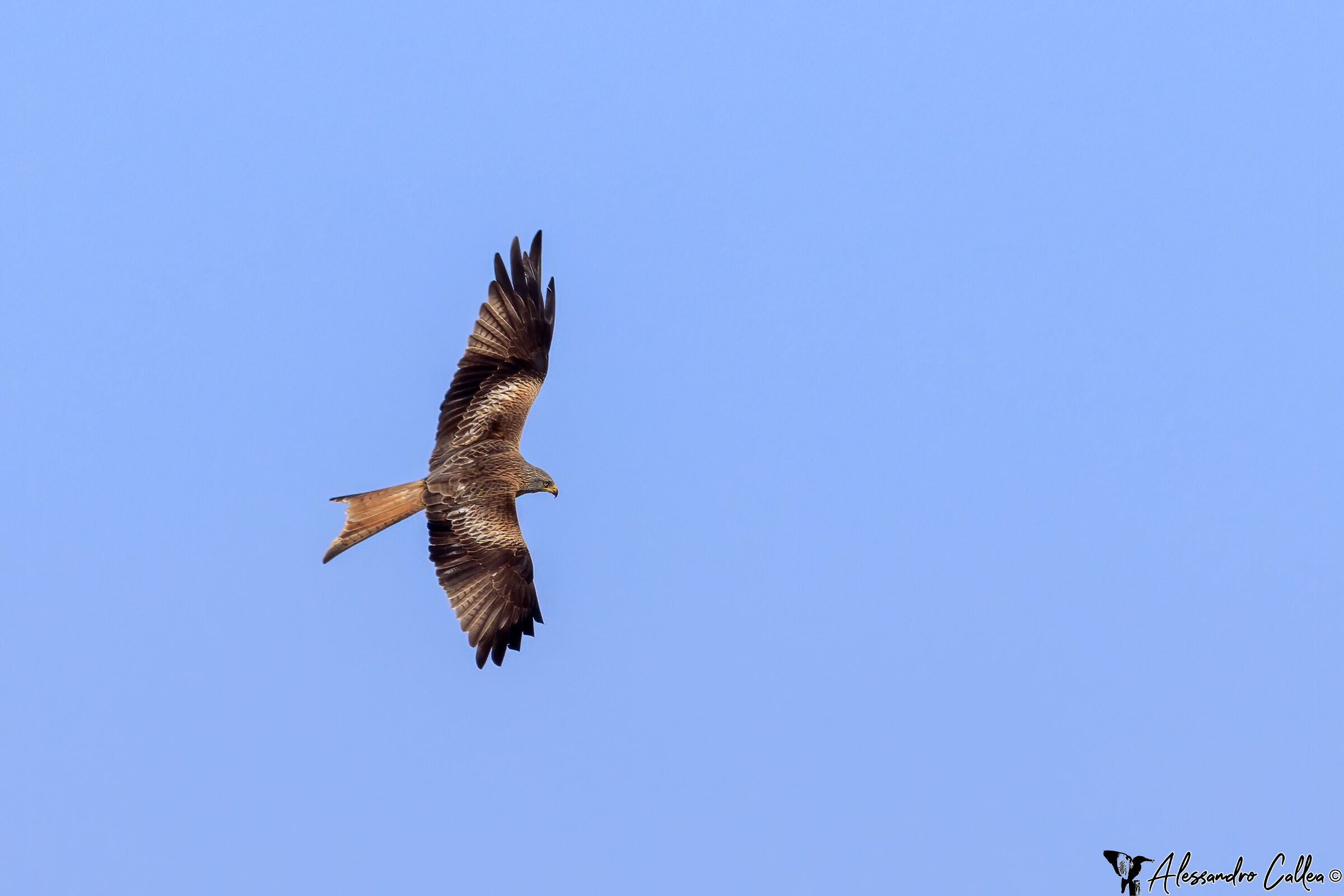 Royal kite from the terrace of the house...