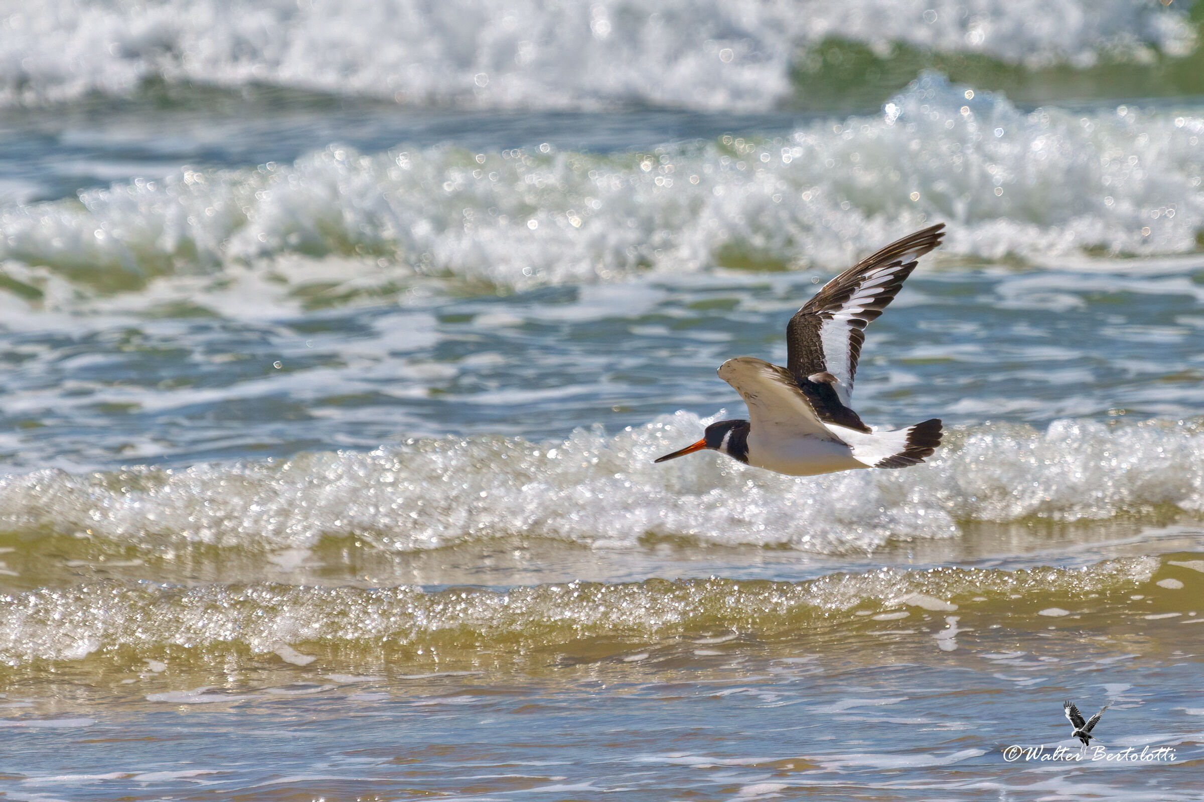 Haematopus ostralegus