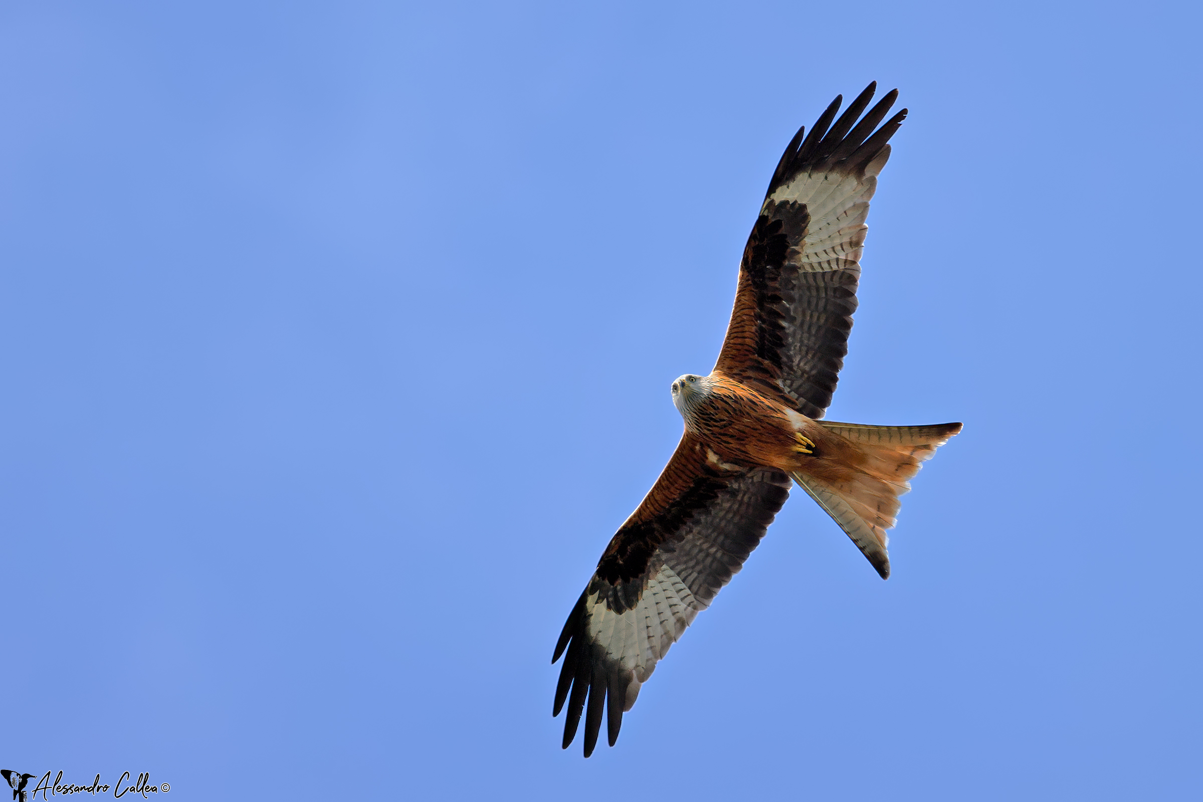 The Lady of My Heavens