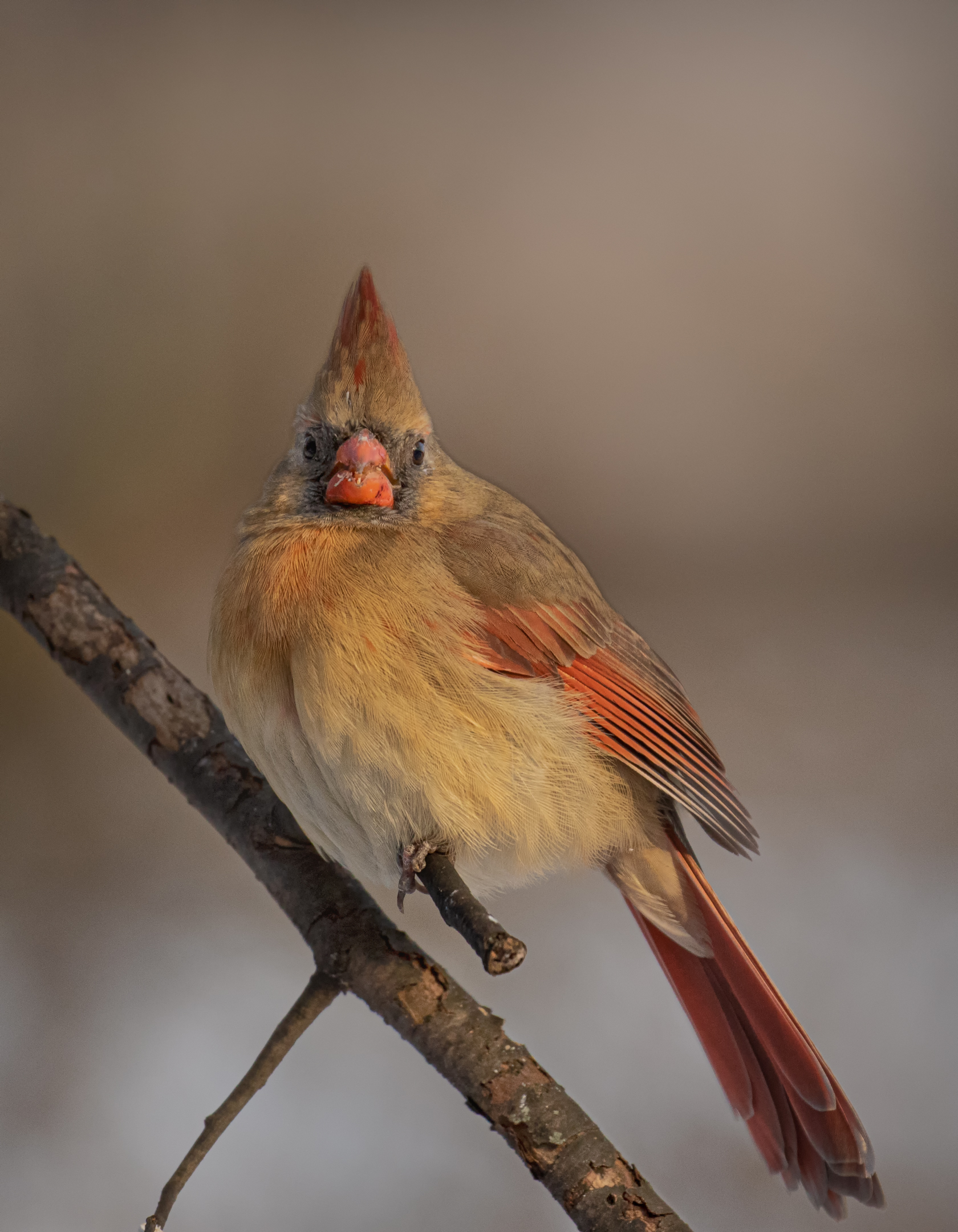 Northern Female Cardinal.