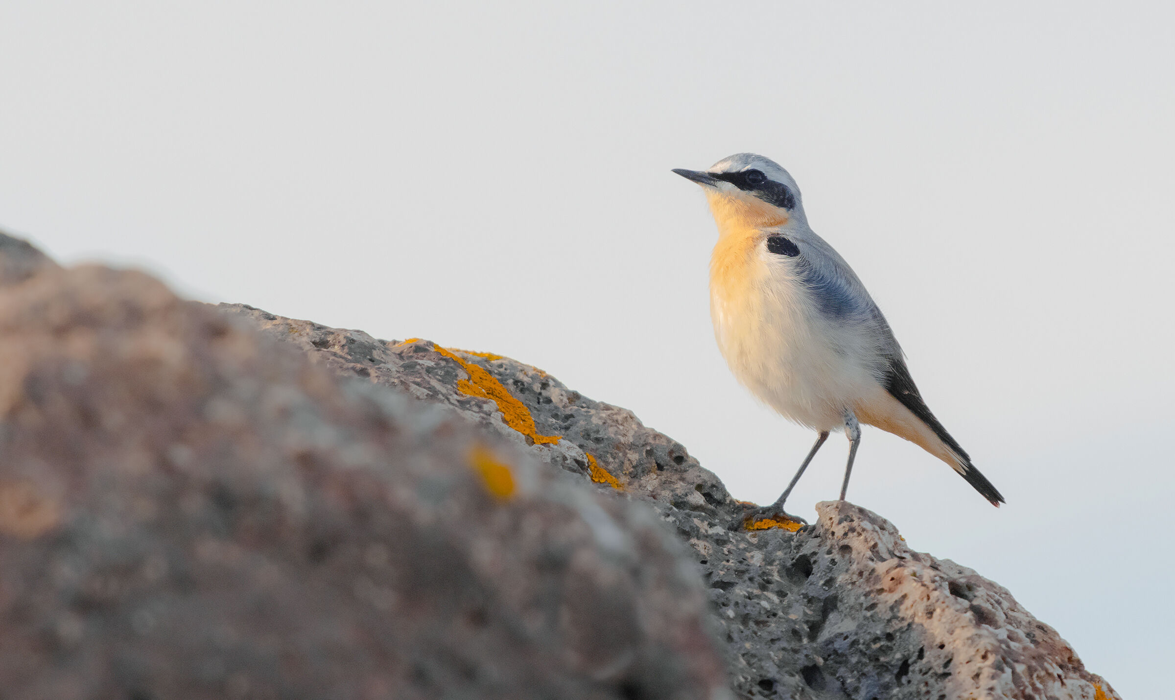 wheatear settentrionale