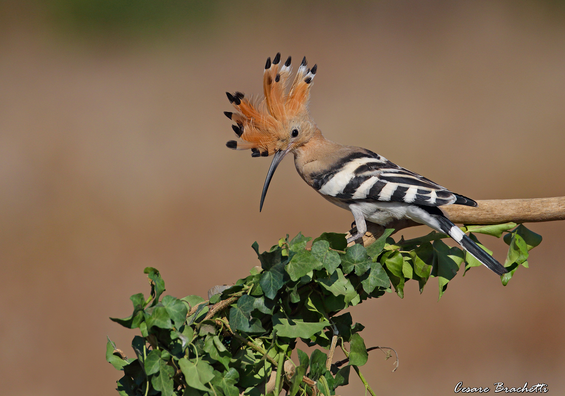 Hoopoe.