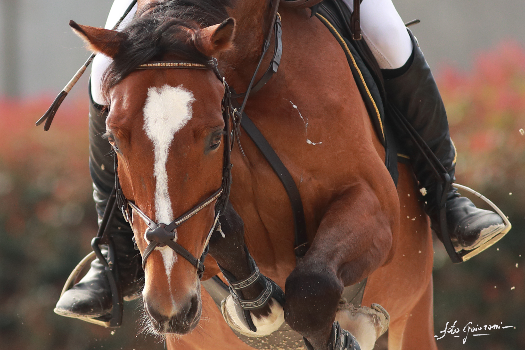 Groppoli Equestrian Center (PT) A1+ Ambassador Competition