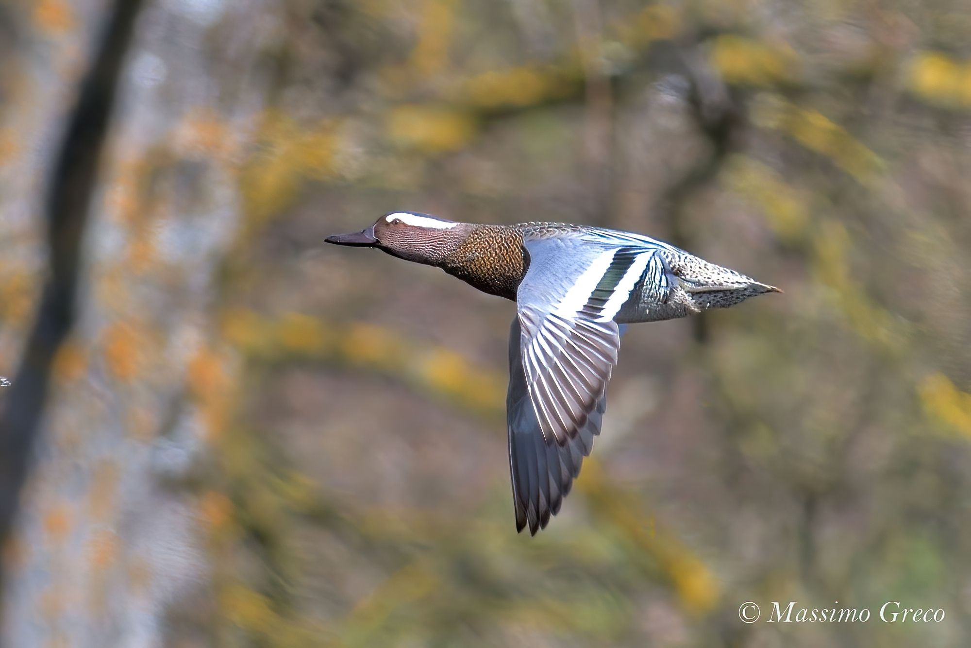 Marzaiola Department (Anas querquedula)