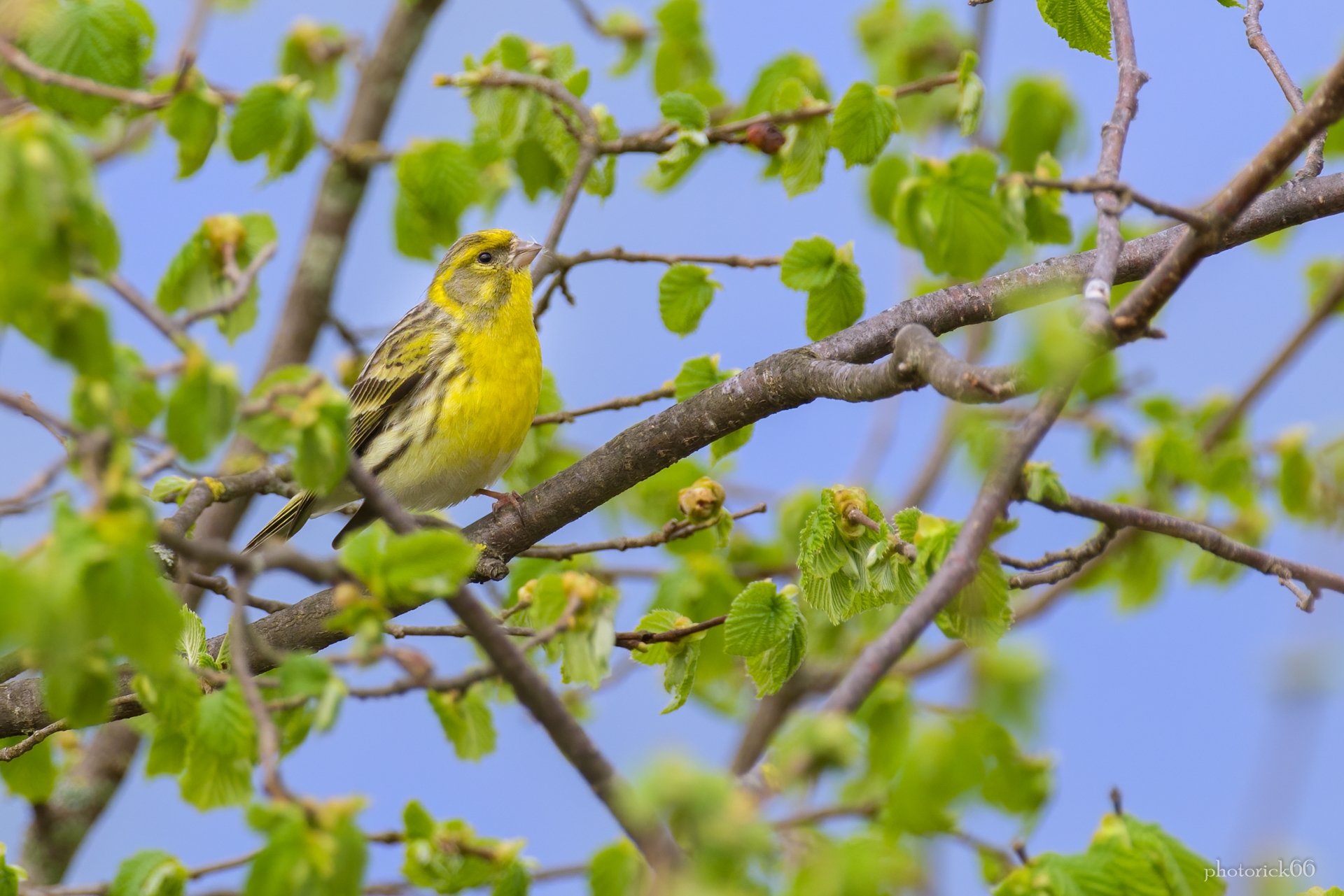 Verzellino Maschio on the core