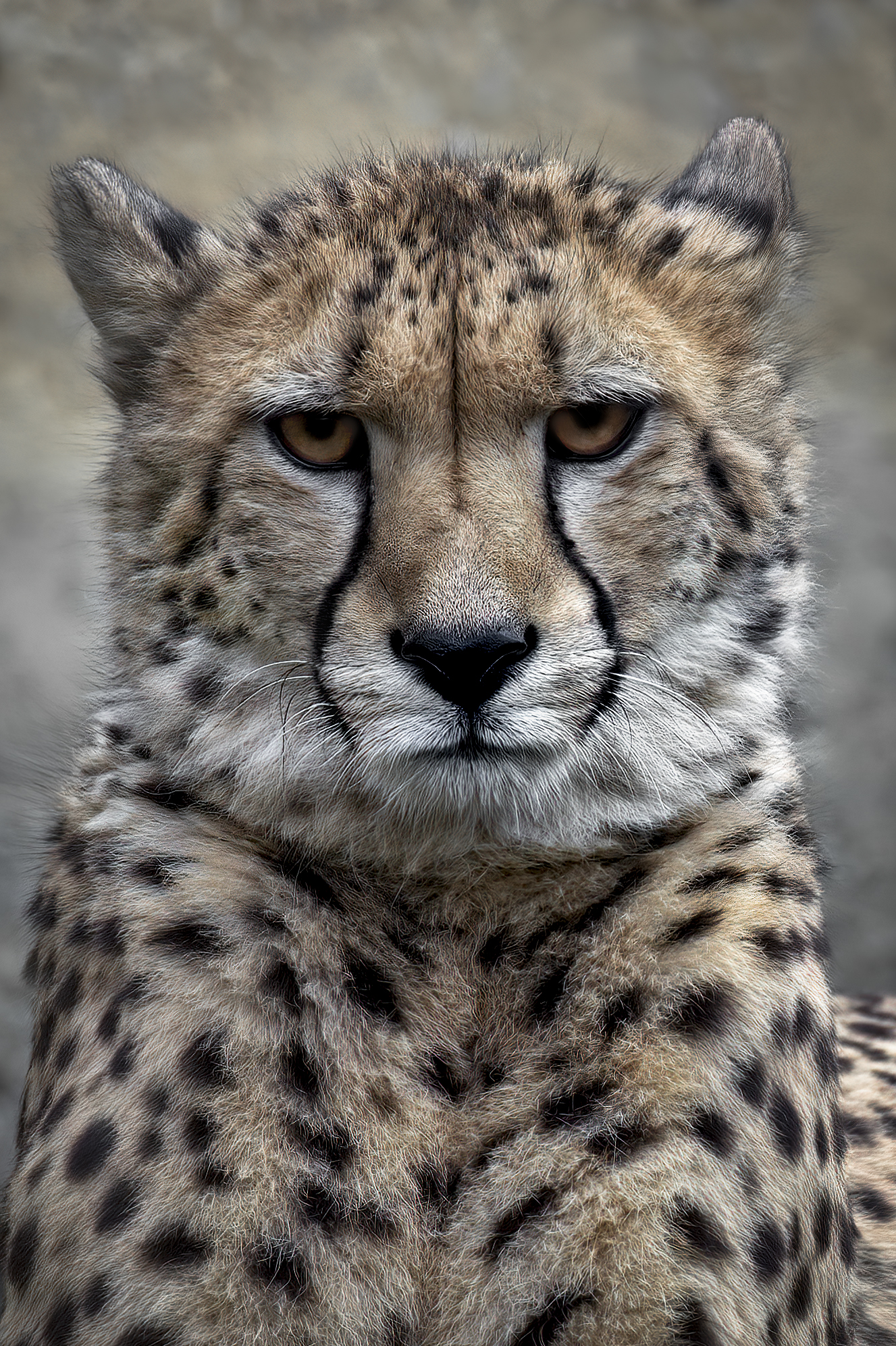 Gepard