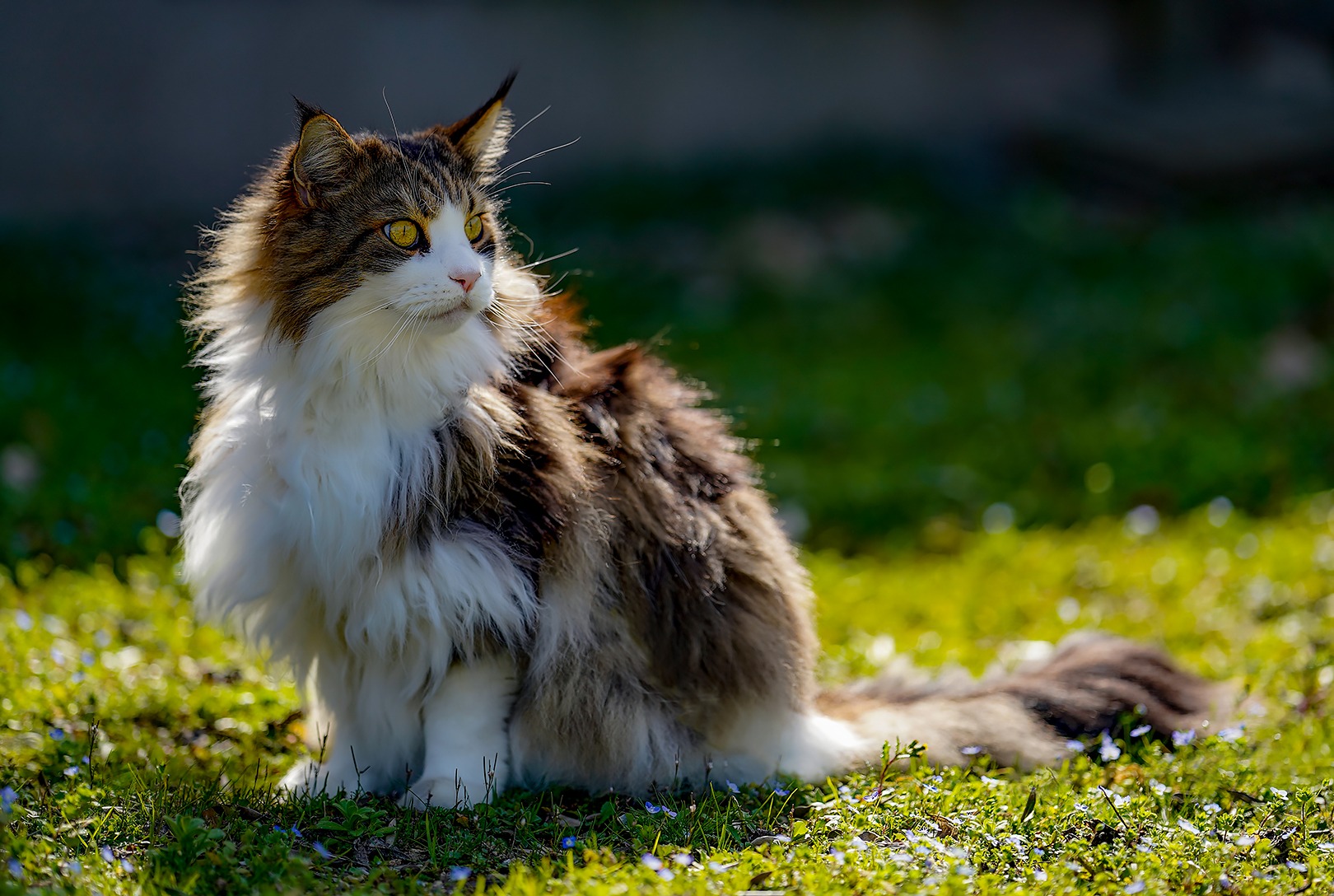 Blue, the Lion of Home
