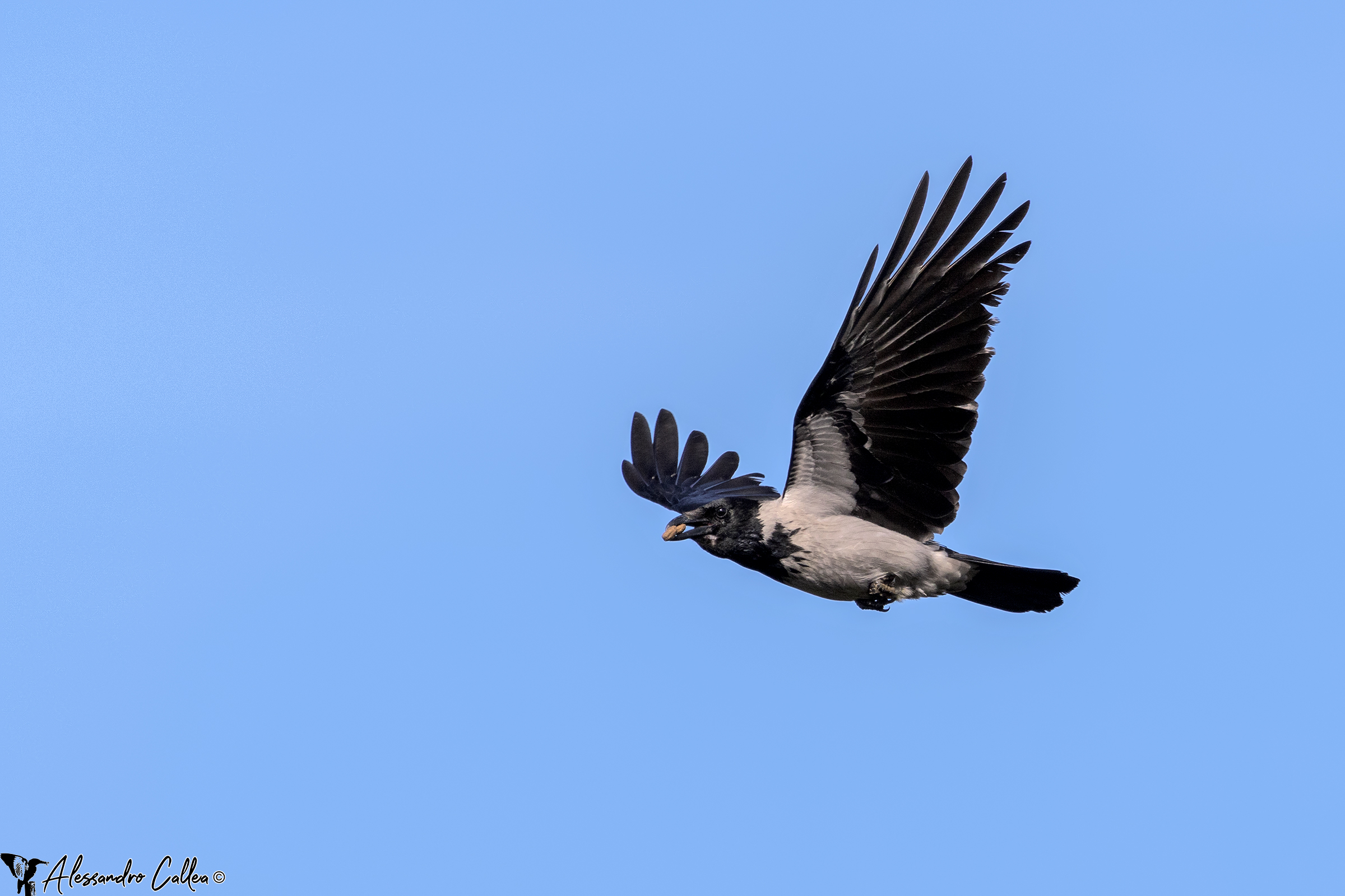 Hasty Crow