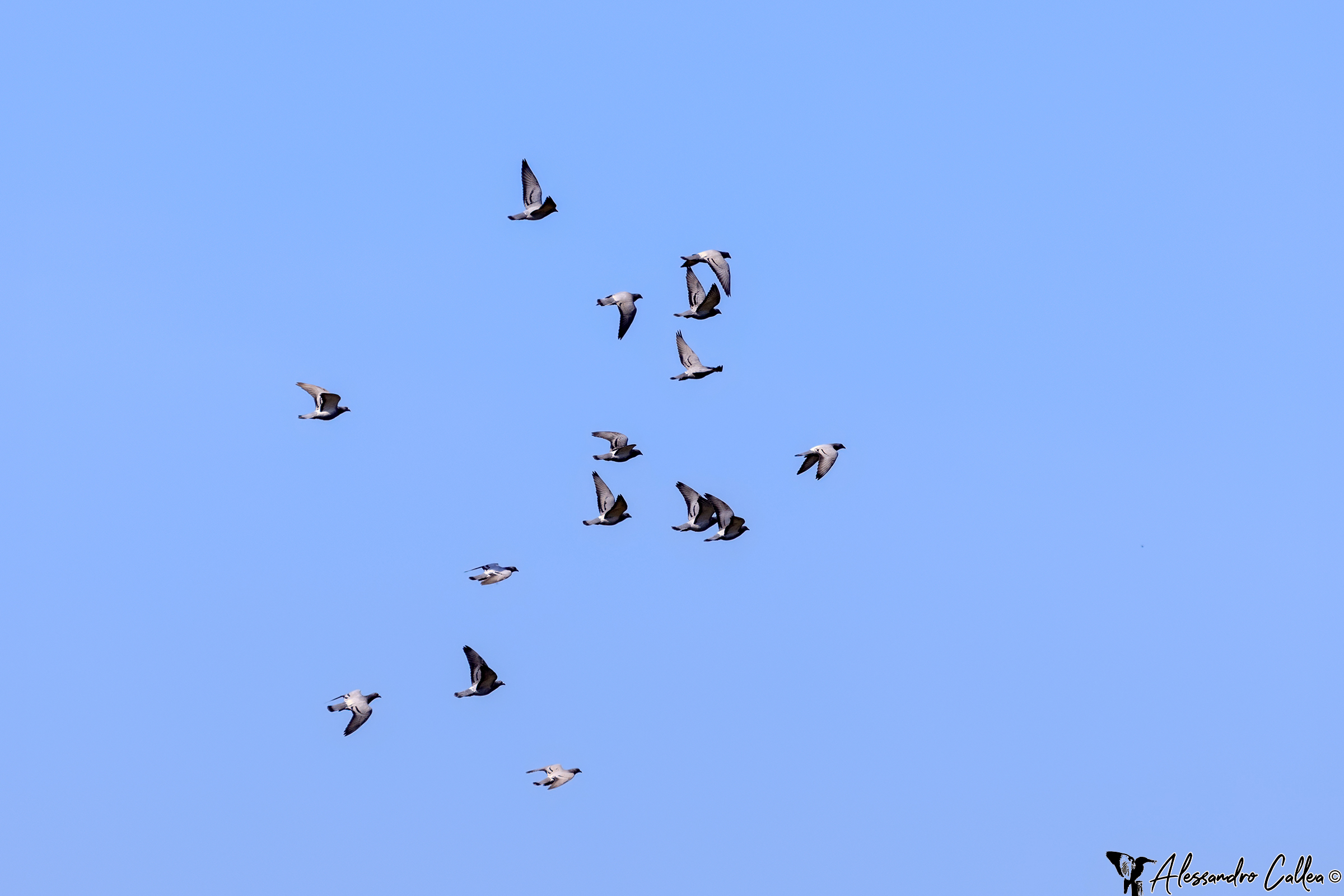 Piccioni lontanissimi stagliati nel blu...