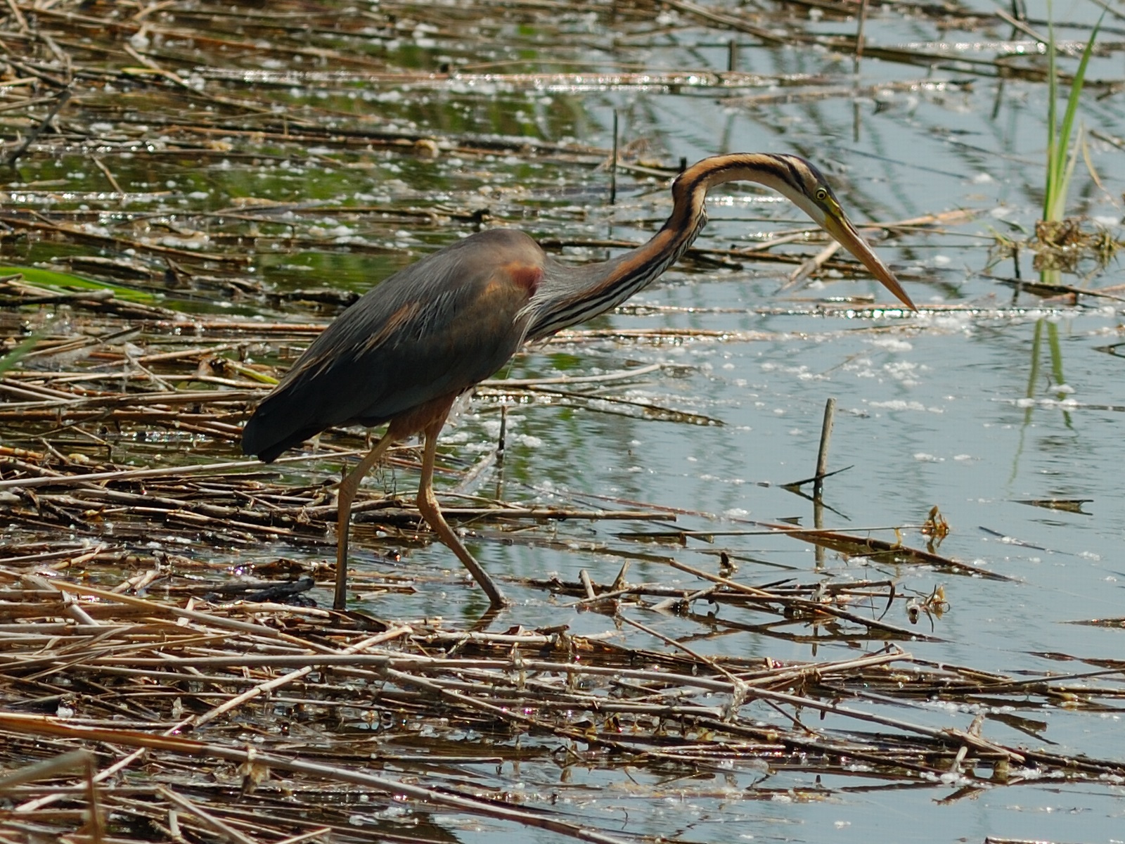 Red Heron
