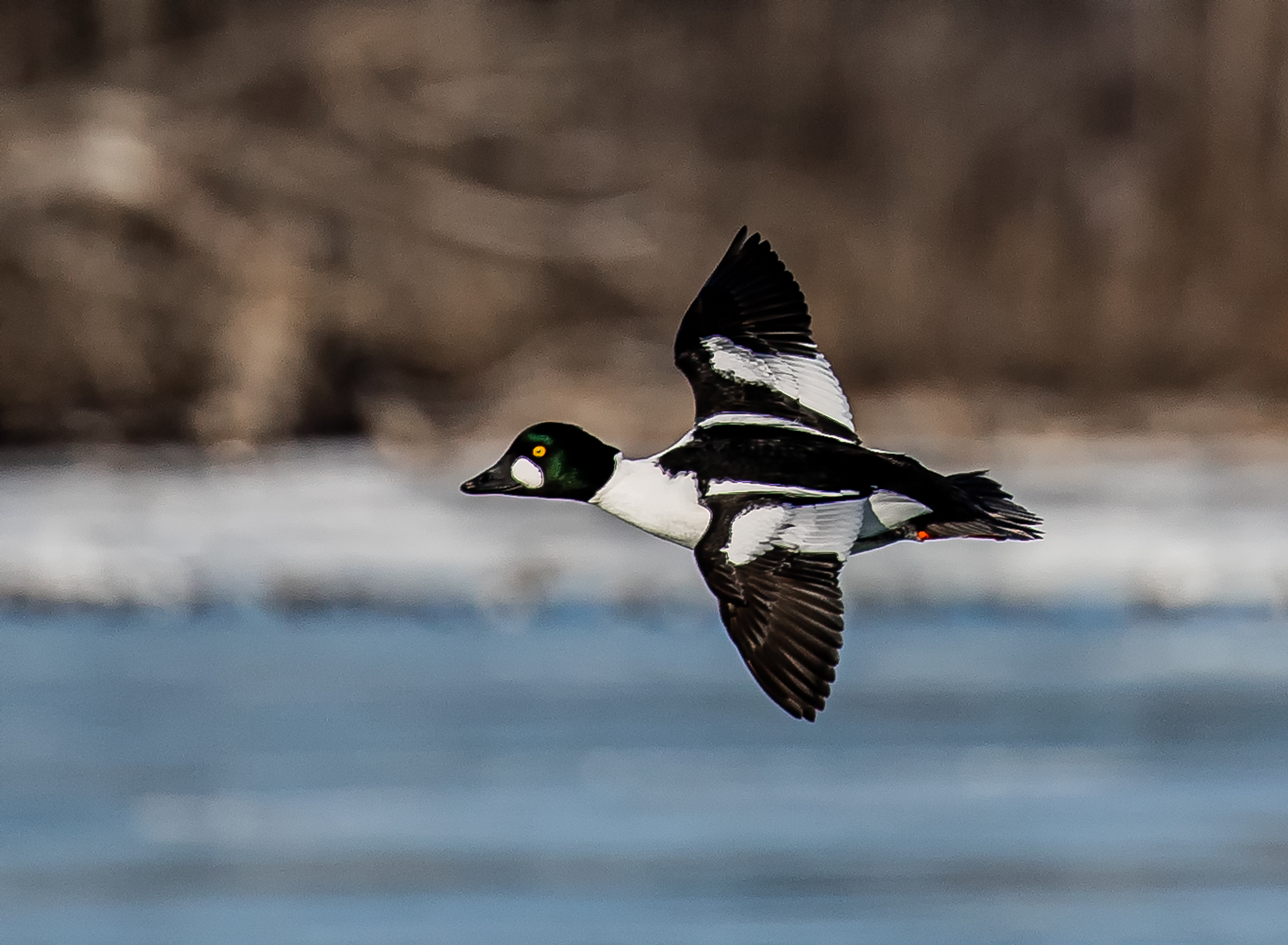 Common Goldeneye Duck.