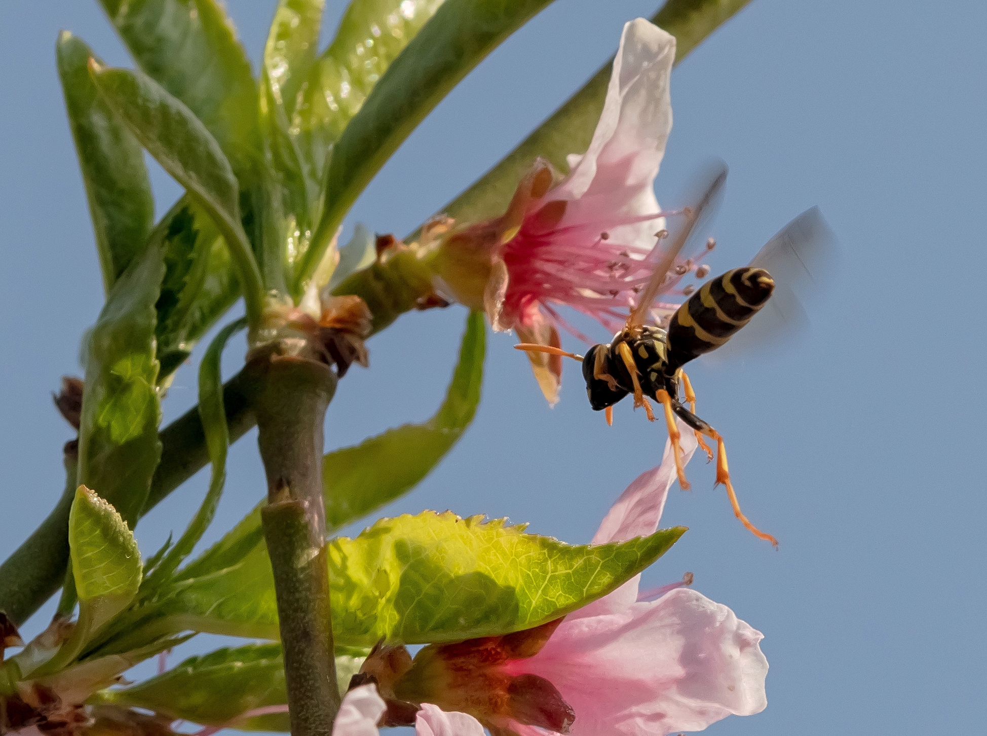 Vespa Cartonaina in flight among peach blossoms 30/03/2021