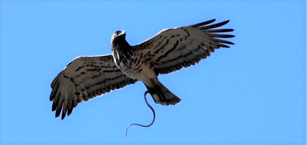 biancone con preda 22-03-2021