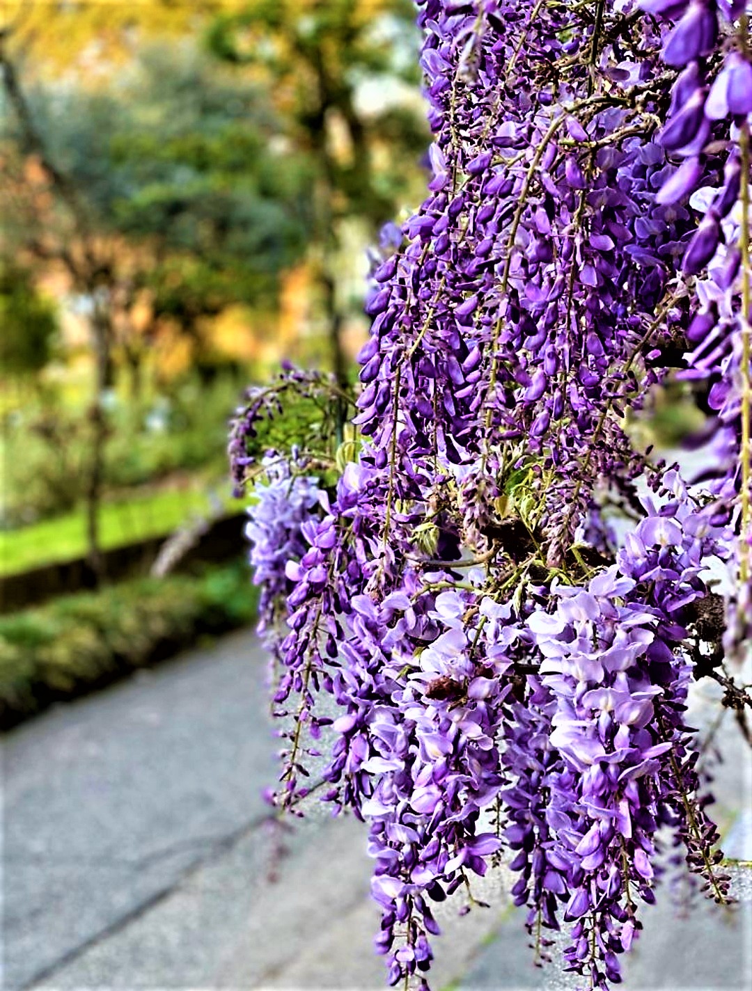 spring flowers...