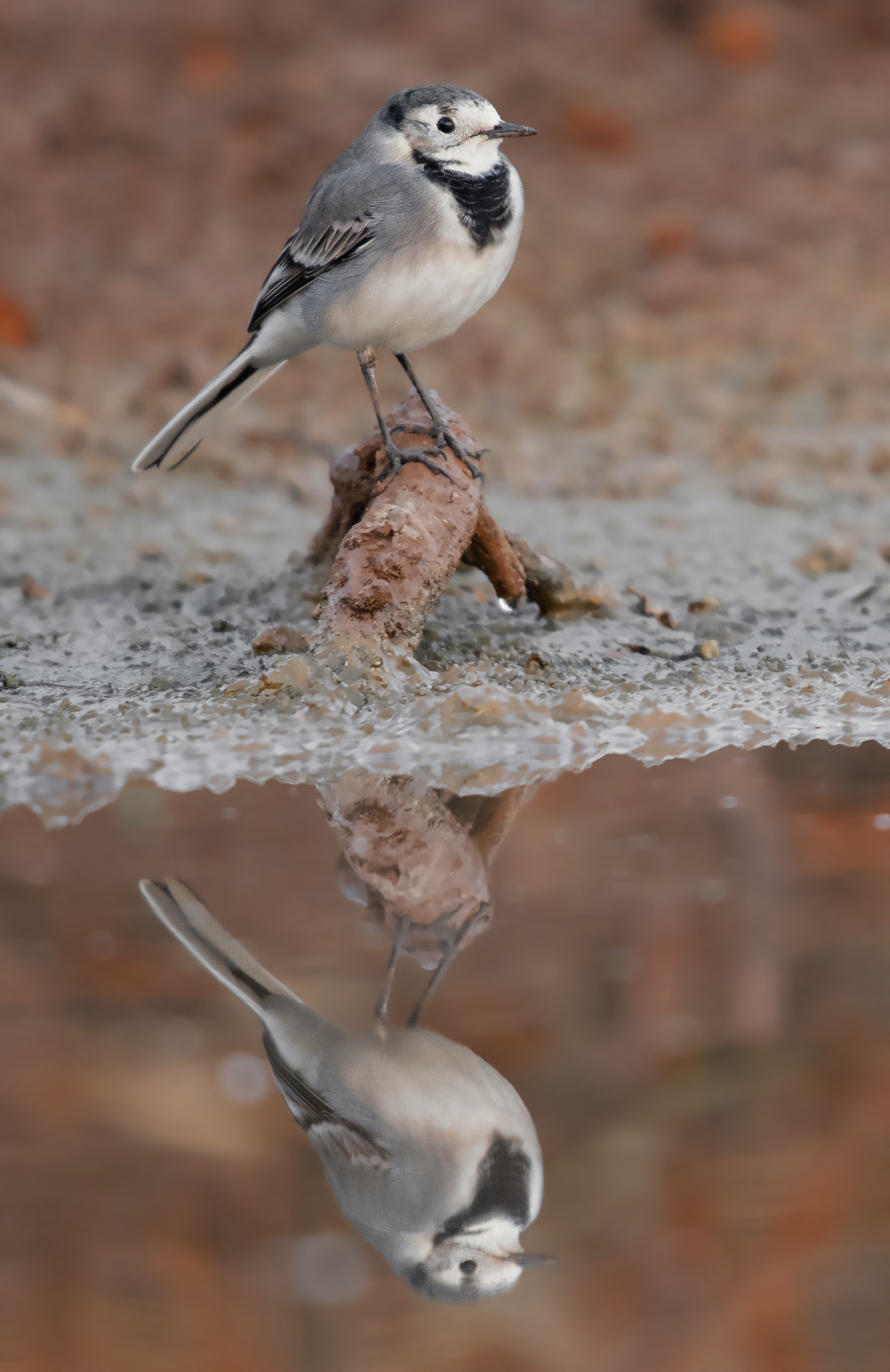 riflessione wagtail
