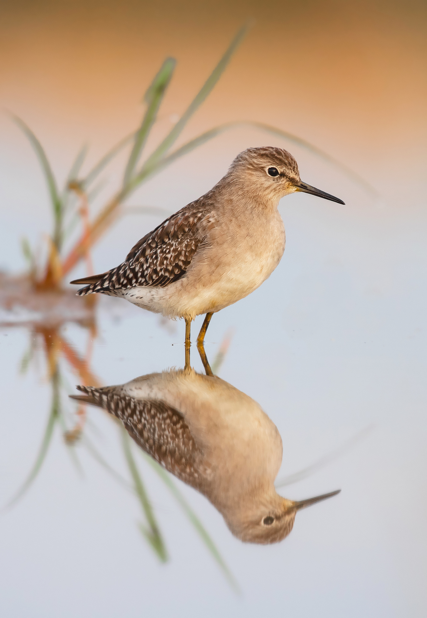 palude sandpiper-riflessione
