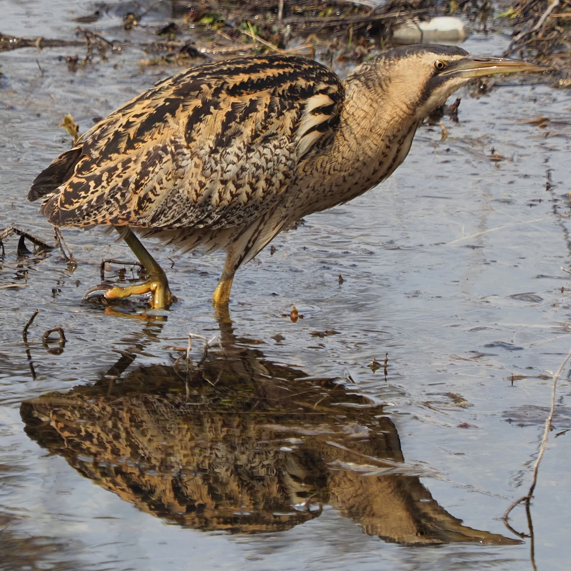 Il Re del Canneto (Tarabuso)