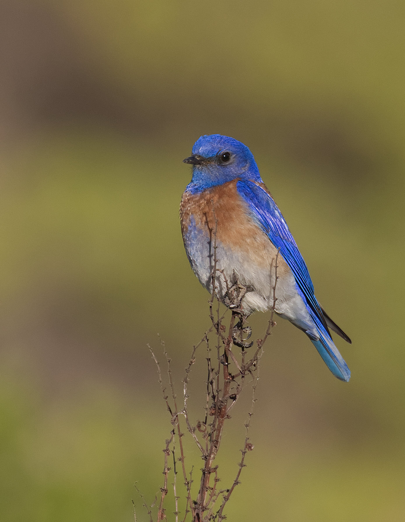 western bluebird