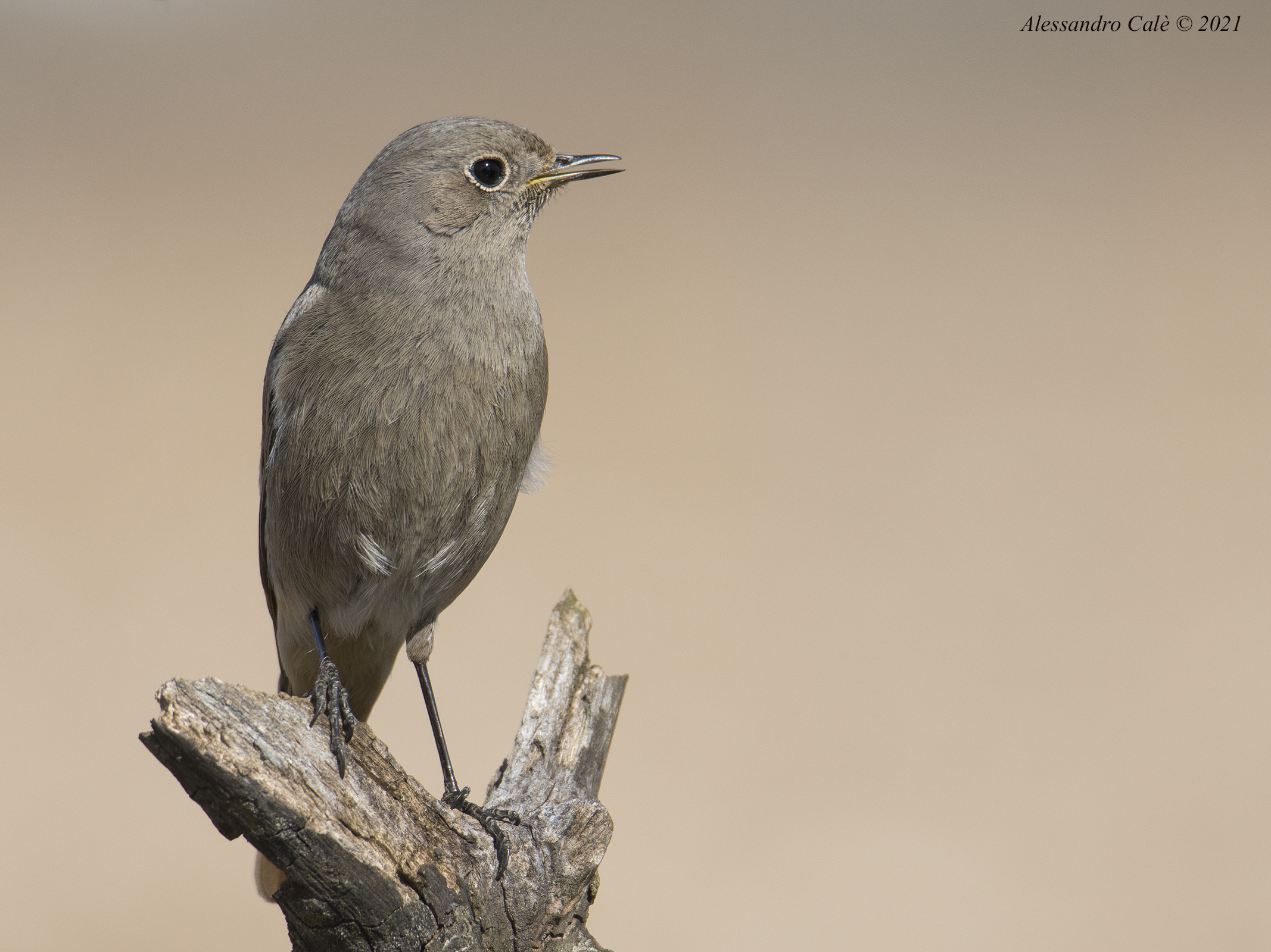 Phoenicurus (Codirisso spazzacamino) 8279