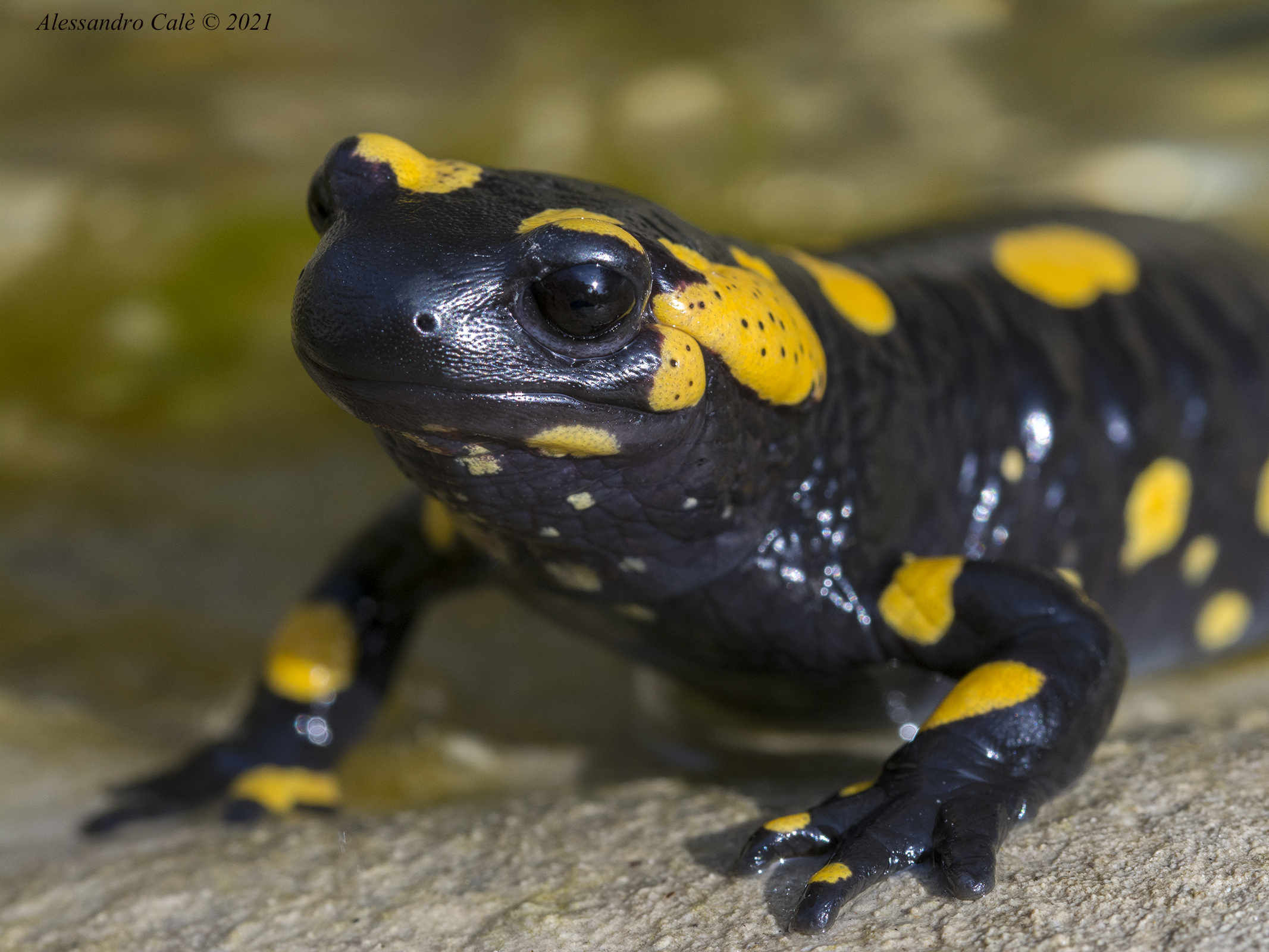 Salamandra salamandra (Salamandra pezzata) 1236