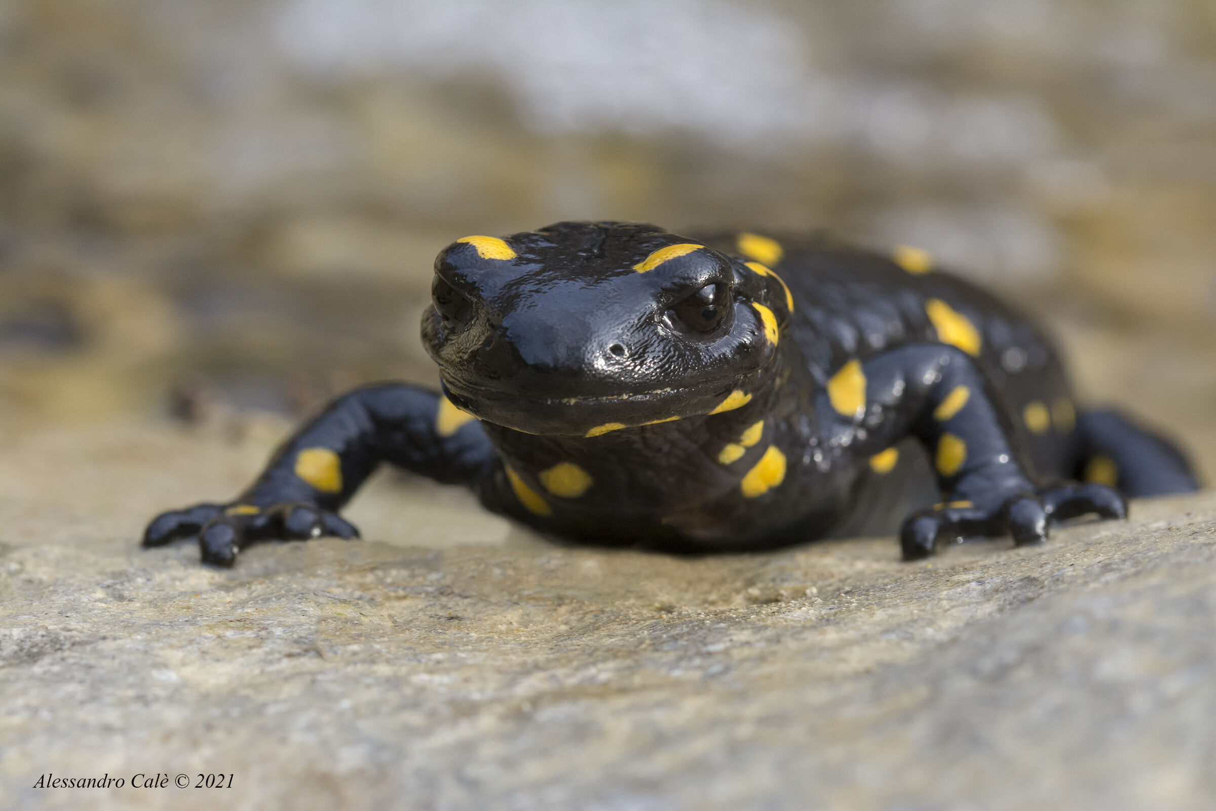Salamandra salamandra (Salamandra pezzata) 1123