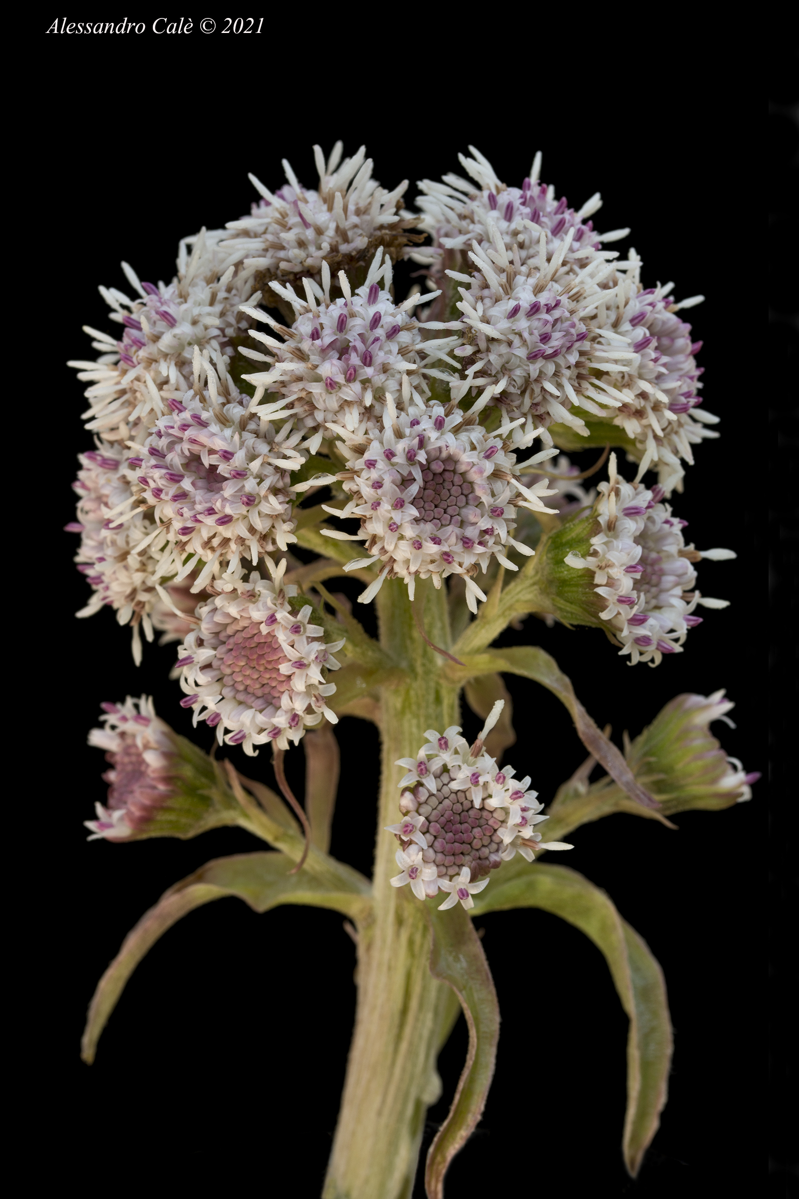 Petasites hibridus (Farfaraccio) 1166