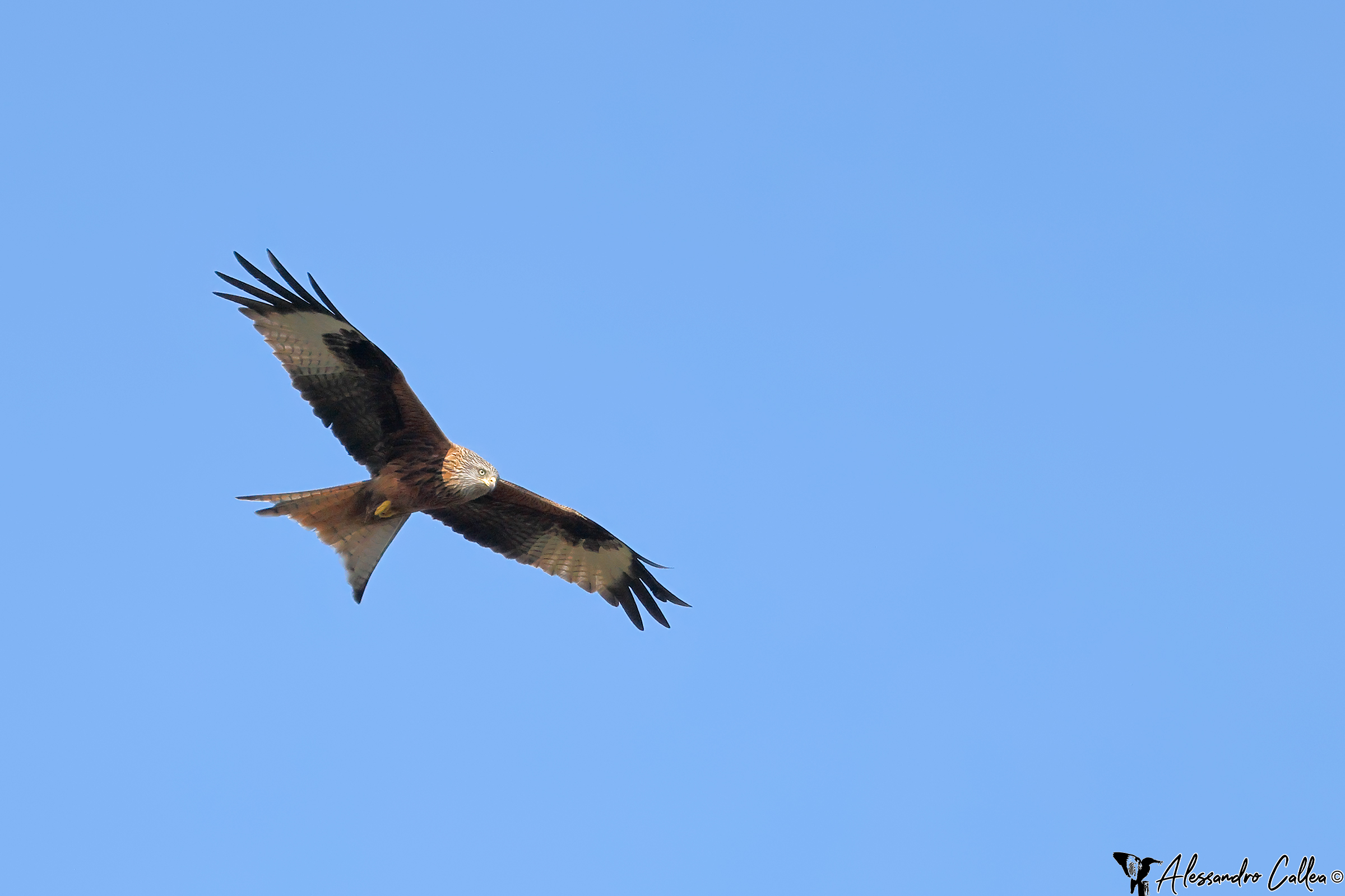 Royal kite in search