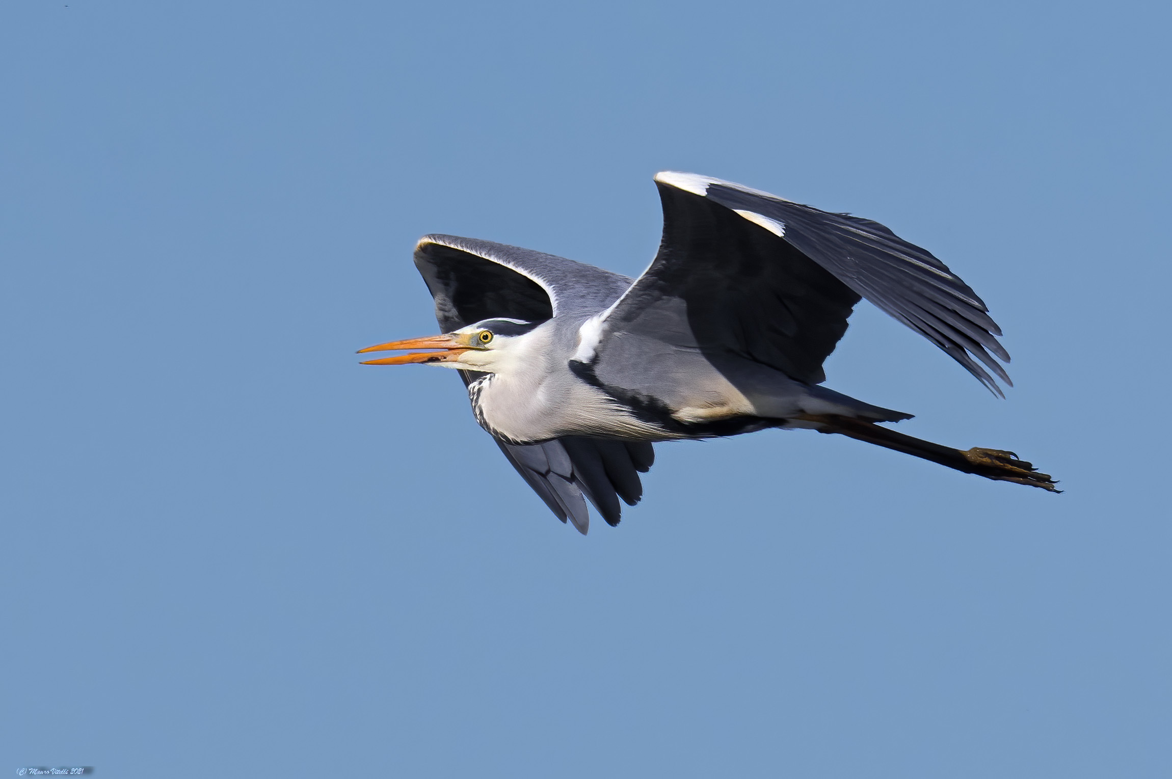 Heron Cenerino (Ardea Cinerea)
