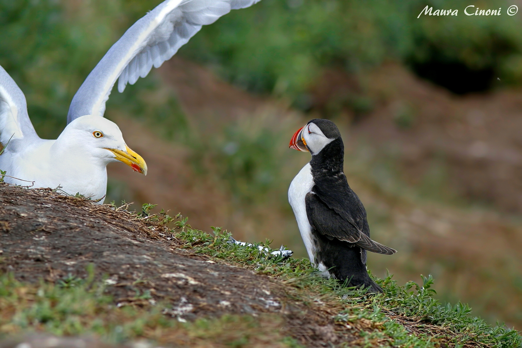 Puffin contro Gabbiano Reale: La difesa del pesce.