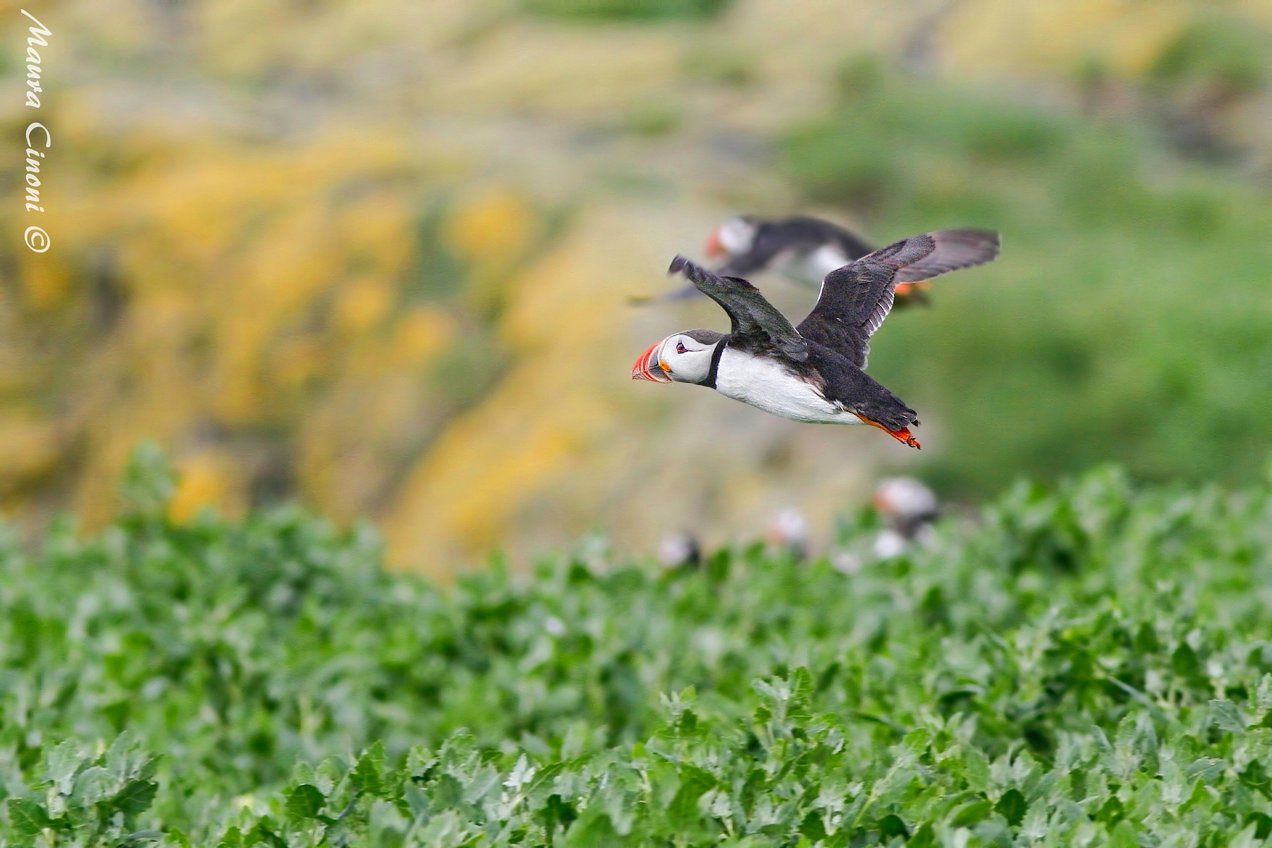 Puffin in volo nei colori