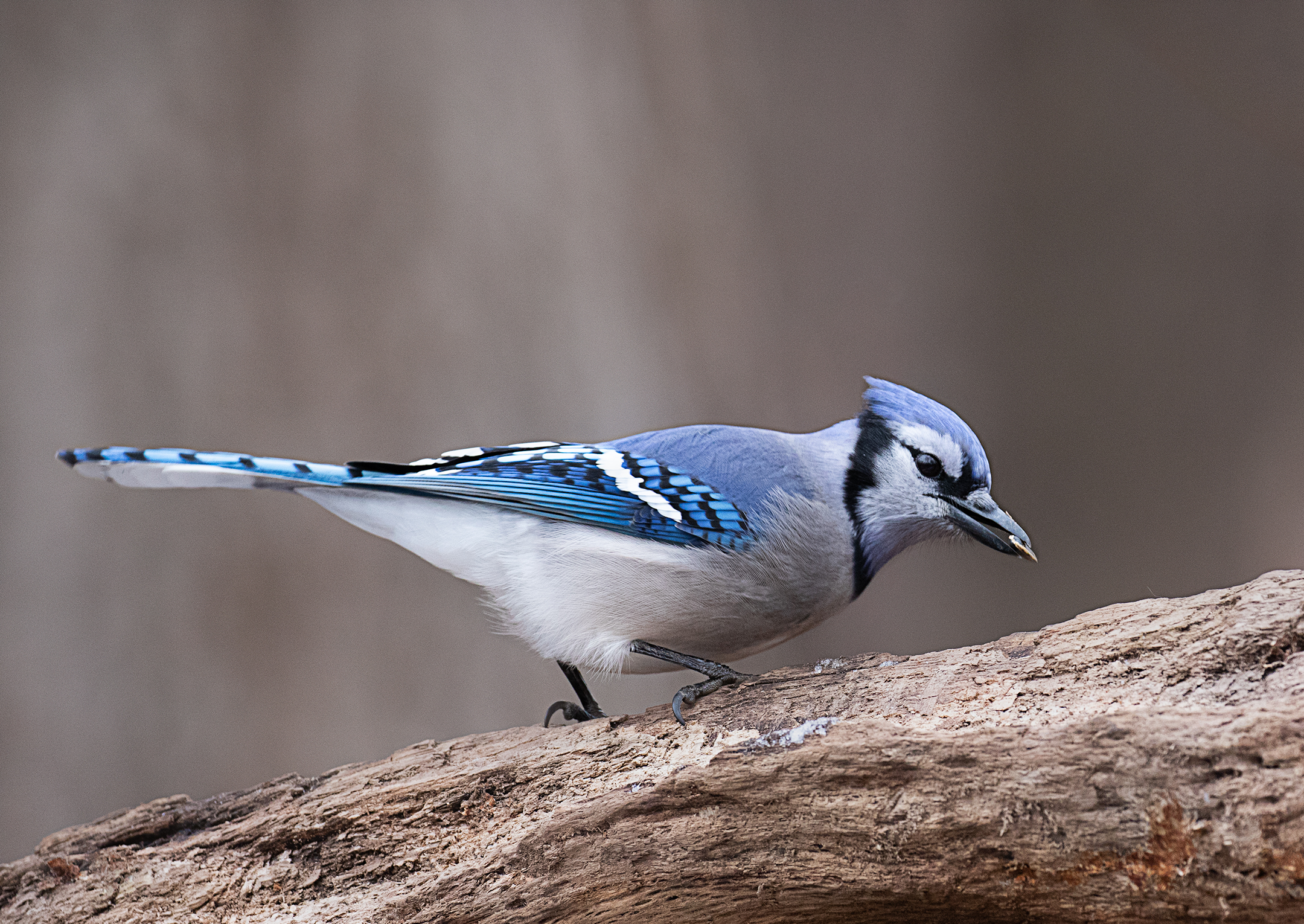 Blue Jay with Seed.