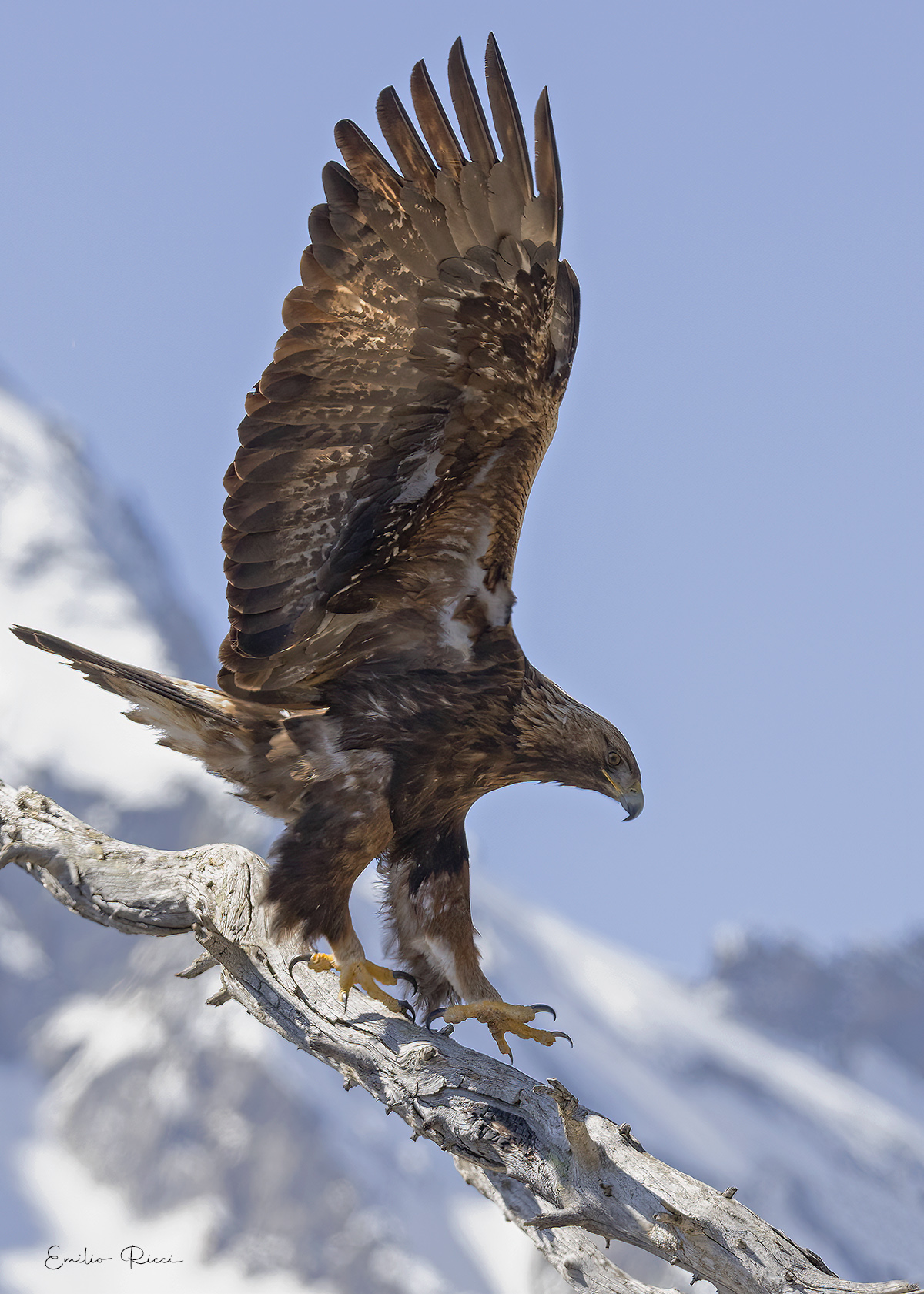 golden eagle -Italian Alps-